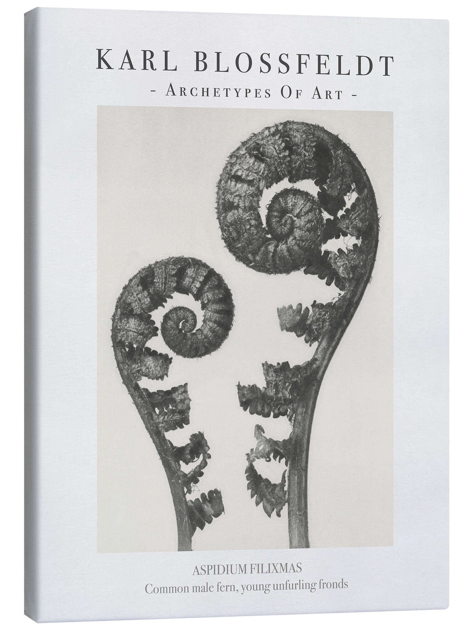 Posterlounge Wandbild Common male fern, Karl Blossfeldt, erhältlich als Poster, Leinwandbild, Wandsticker oder Acrylglasbild
