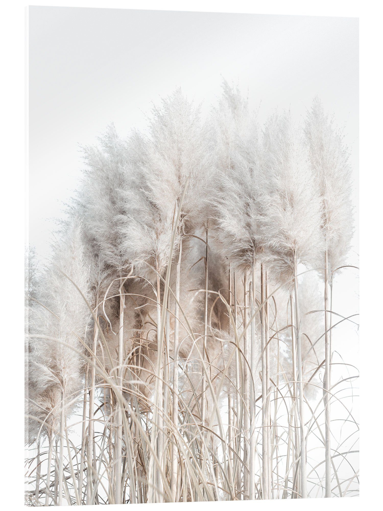 Posterlounge Wandbild Pampasgras I, Magda Izzard, günstig online kaufen