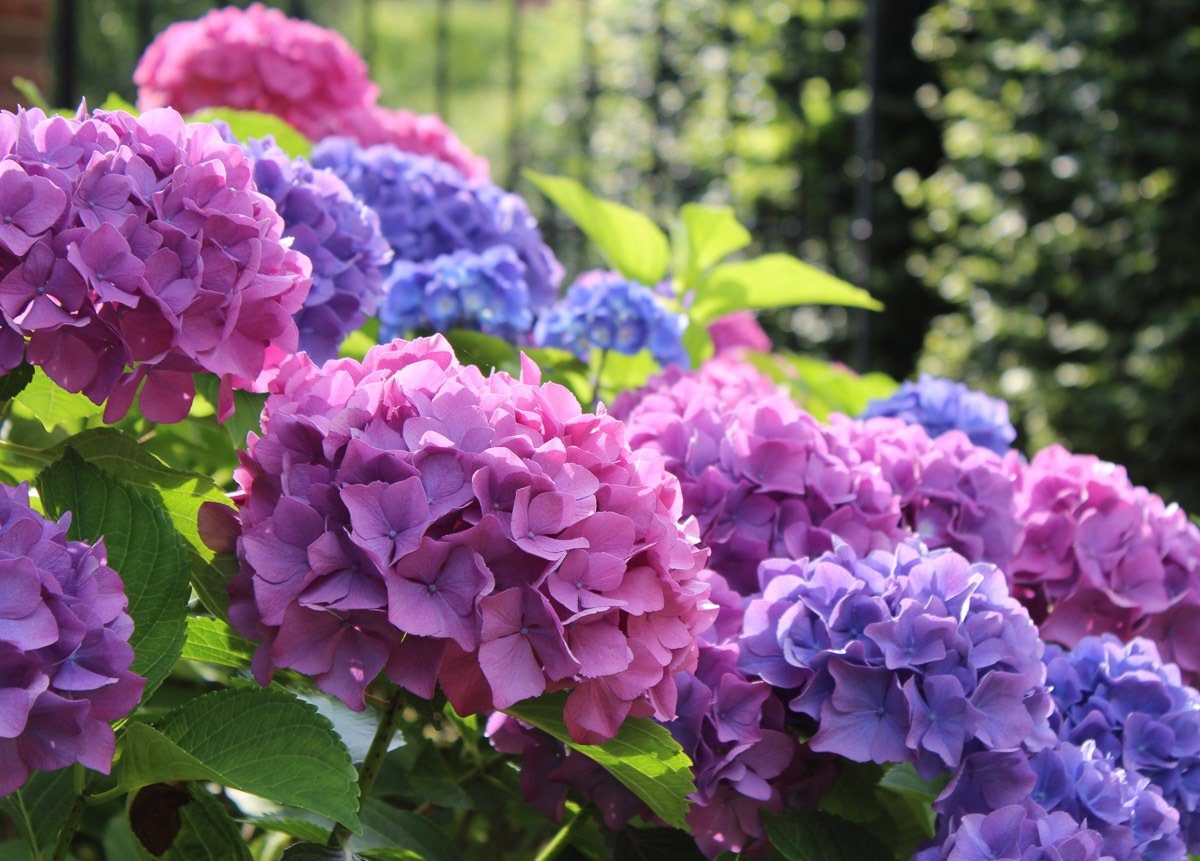 Papermoon Fototapete Hydrangea Macrophylla