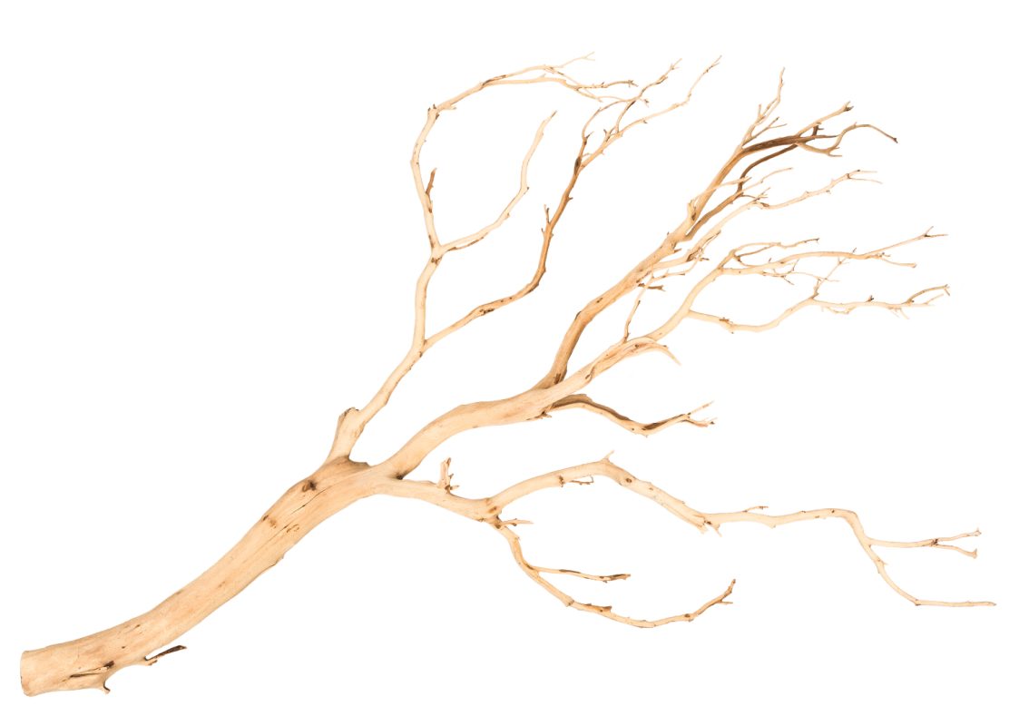 NaDeco Bastelnaturmaterial Manzanita Baum sandgestrahlt ca. 120cm hoch