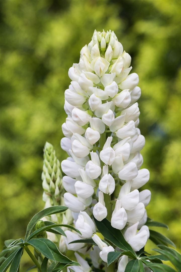 Pflanzen für Dich Staude Lupinus poly. 'Fräulein', 1 St., Lupine, Vielblättrige Lupine