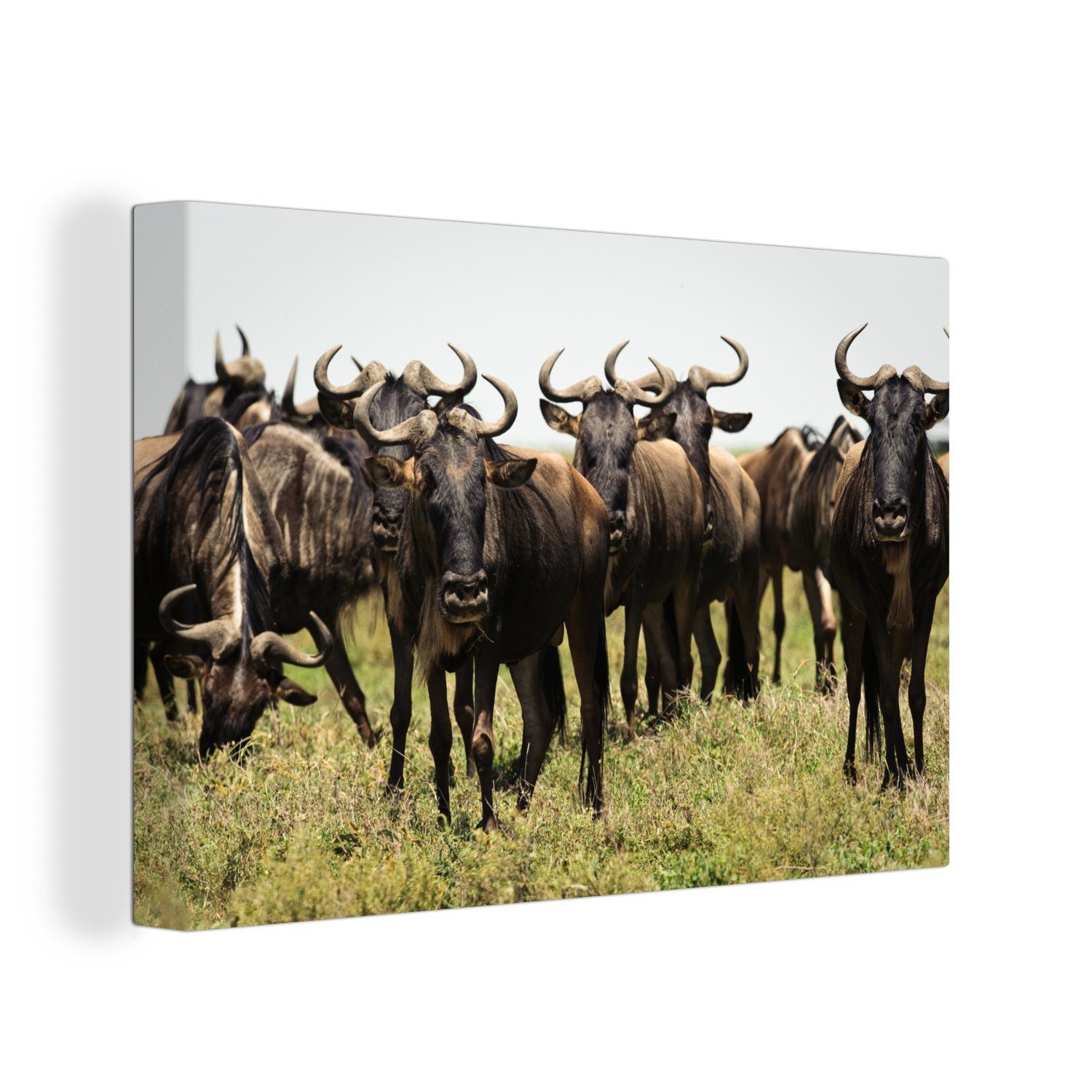 OneMillionCanvasses® Leinwandbild Eine Herde von Streifengnus läuft auf die Kamera zu, (1 St), Wandbild Leinwandbilder, Aufhängefertig, Wanddeko, 30x20 cm