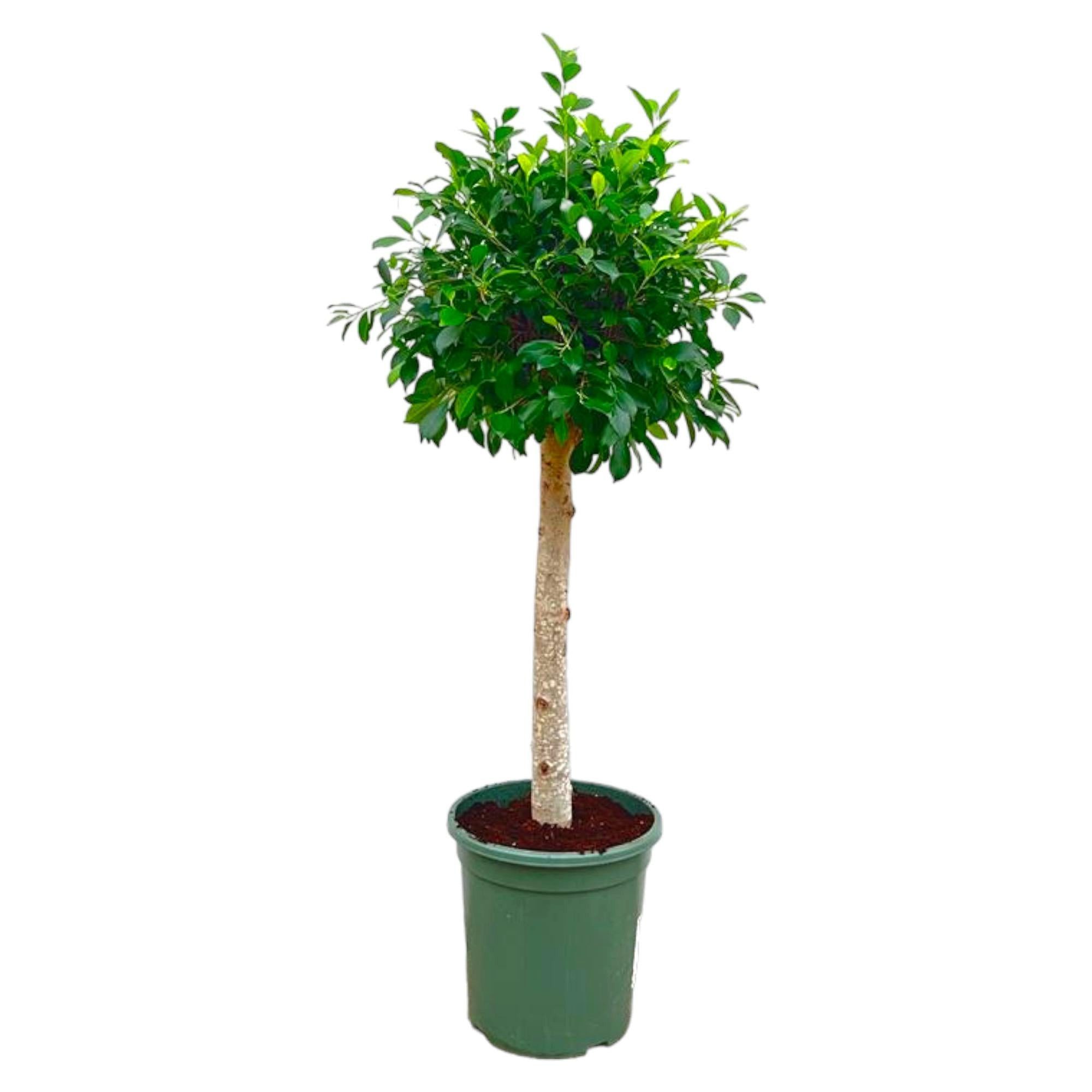 Florora Zimmerpflanze Ficus Nitida – 130 cm