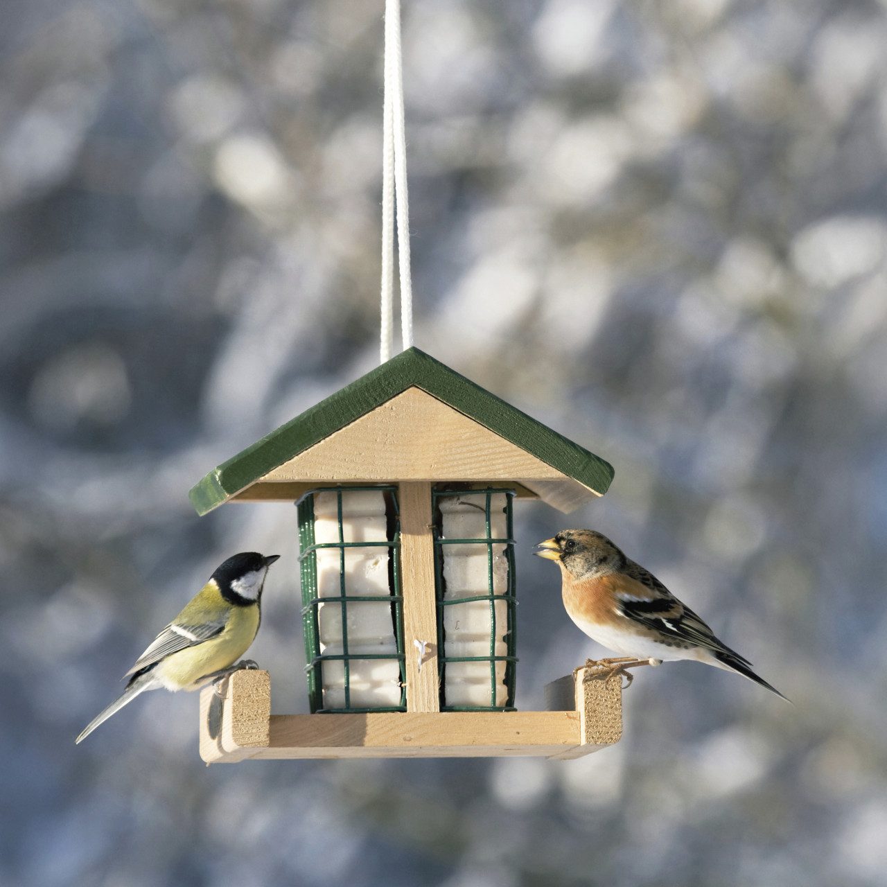 Wildlife Vogelhaus CJ Wildlife Futterhaus Pasadena grün/natur LxBxH: günstig online kaufen