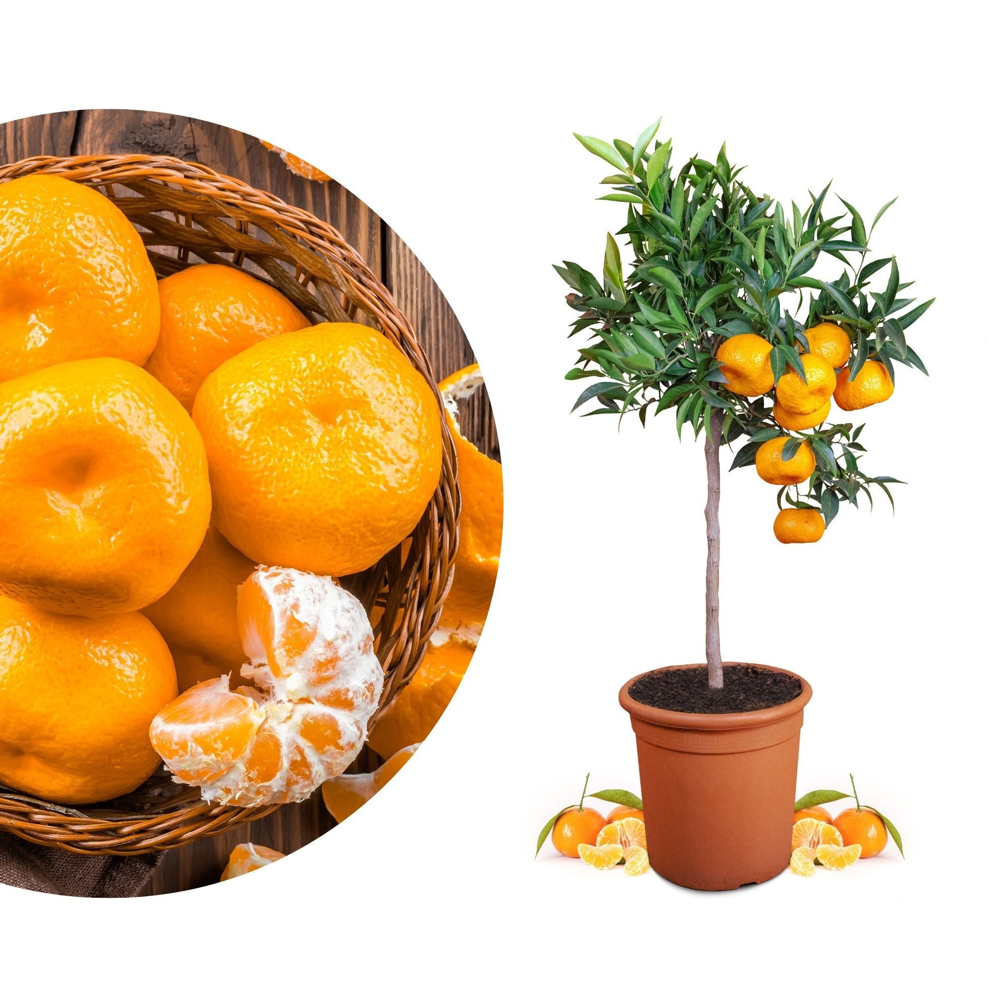 Meine Orangerie Obstpflanze Mandarinenbaum - Citrus deliciosa - Citrus reticulata, echte Mandarine, professionell veredelter und fruchtreifer Zitrusbaum