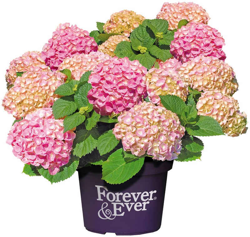 BCM Gehölze »Hortensie 'Forever and Ever Pink'« Spar-Set, Höhe: 30-40 cm, 2 Pflanzen