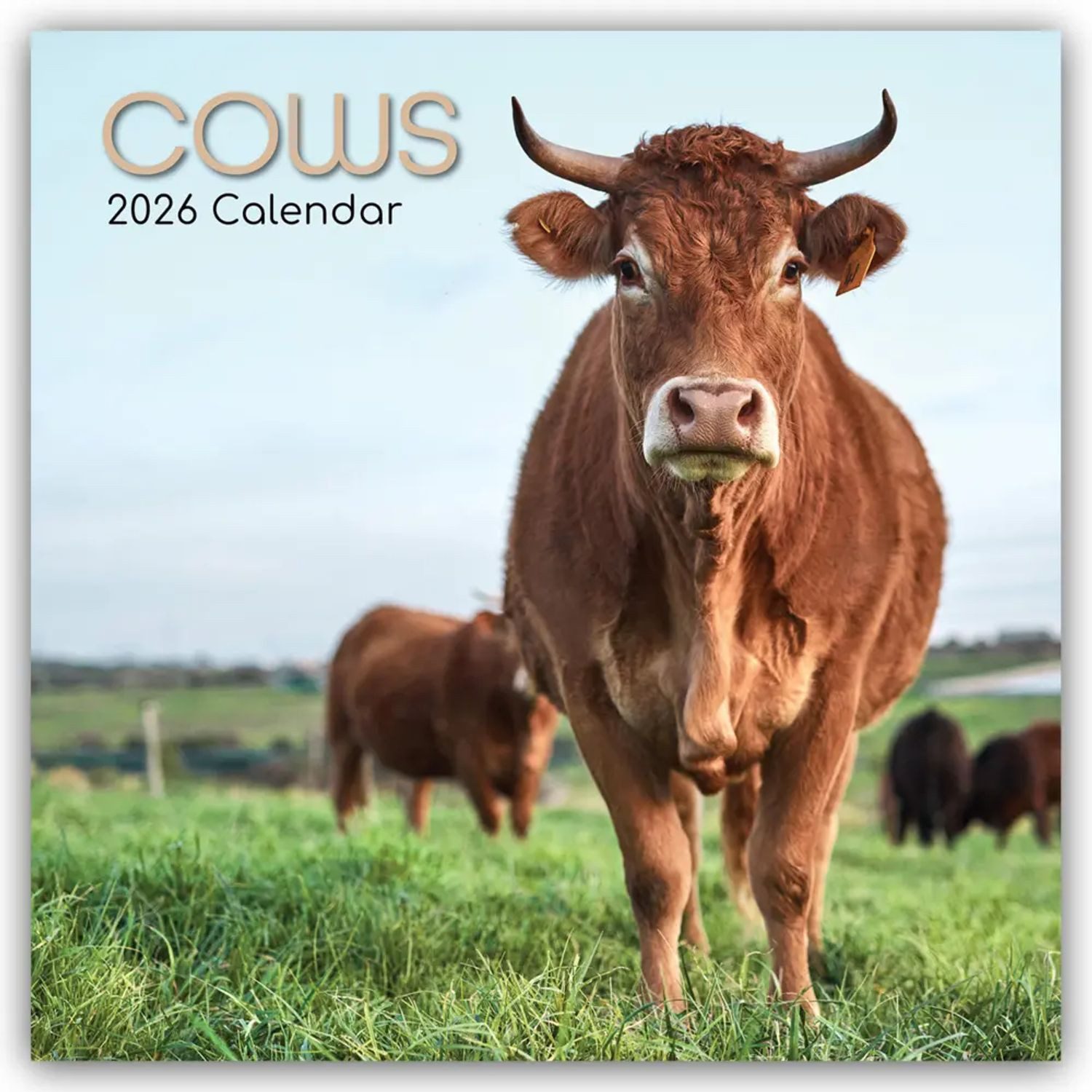 Wandkalender Cows - Kühe 2026 - 16-Monatskalender
