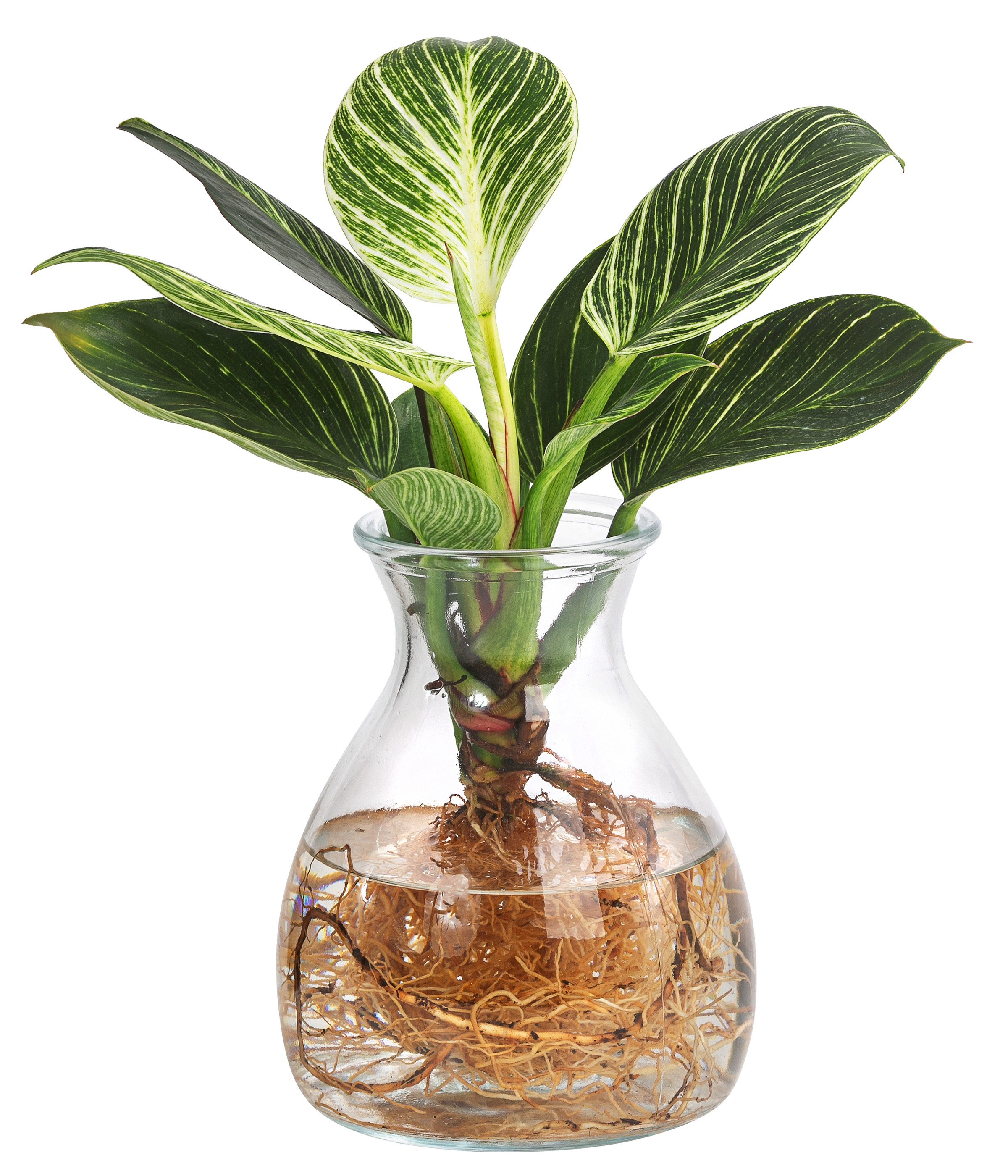 Dehner Zimmerpflanze Waterplant Kingston, Philodendron, im Glas, Philodendr günstig online kaufen