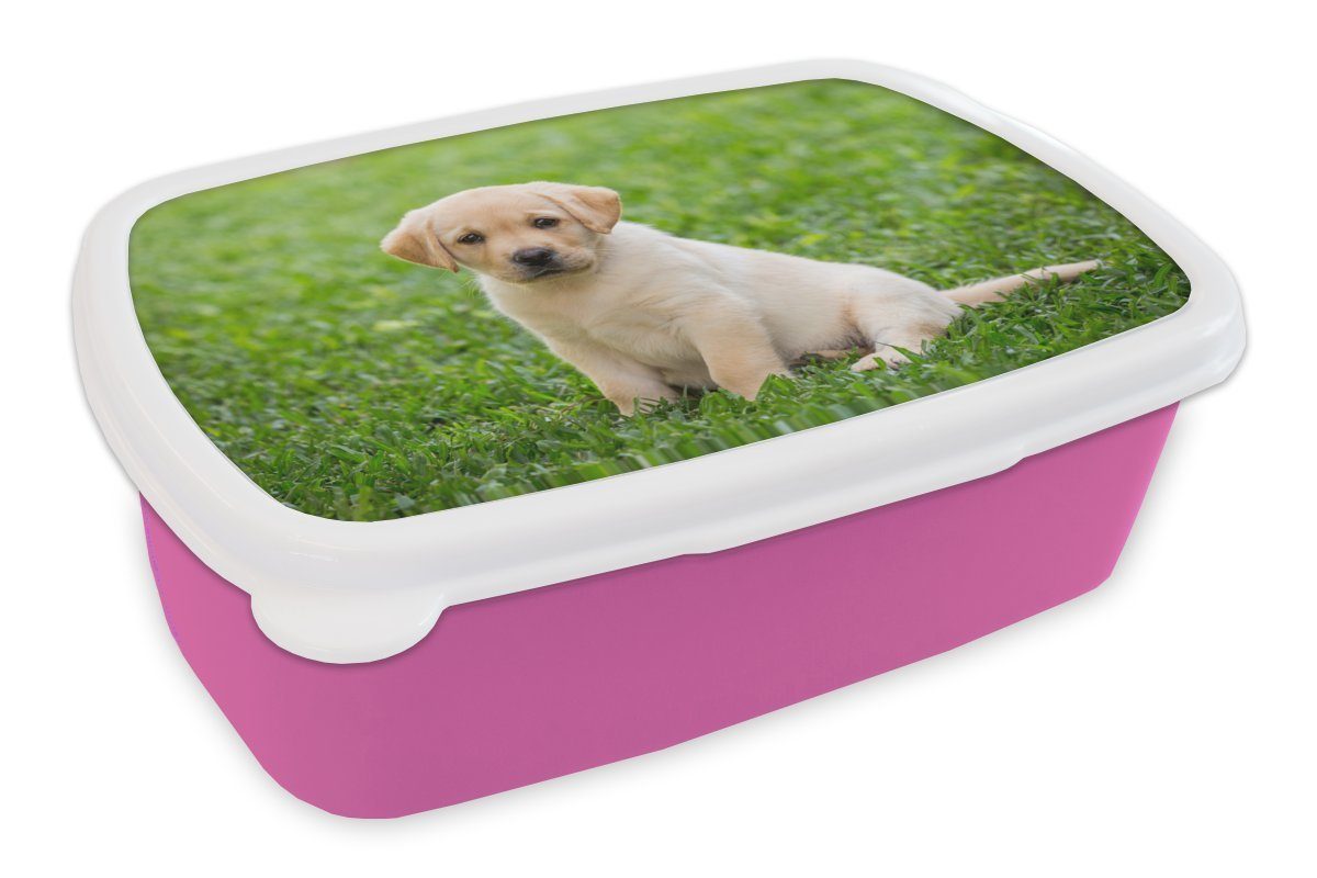 MuchoWow Lunchbox Welpe sitzt im Gras, Kunststoff, (2-tlg), Brotbox für Erwachsene, Brotdose Kinder, Snackbox, Mädchen, Kunststoff rosa