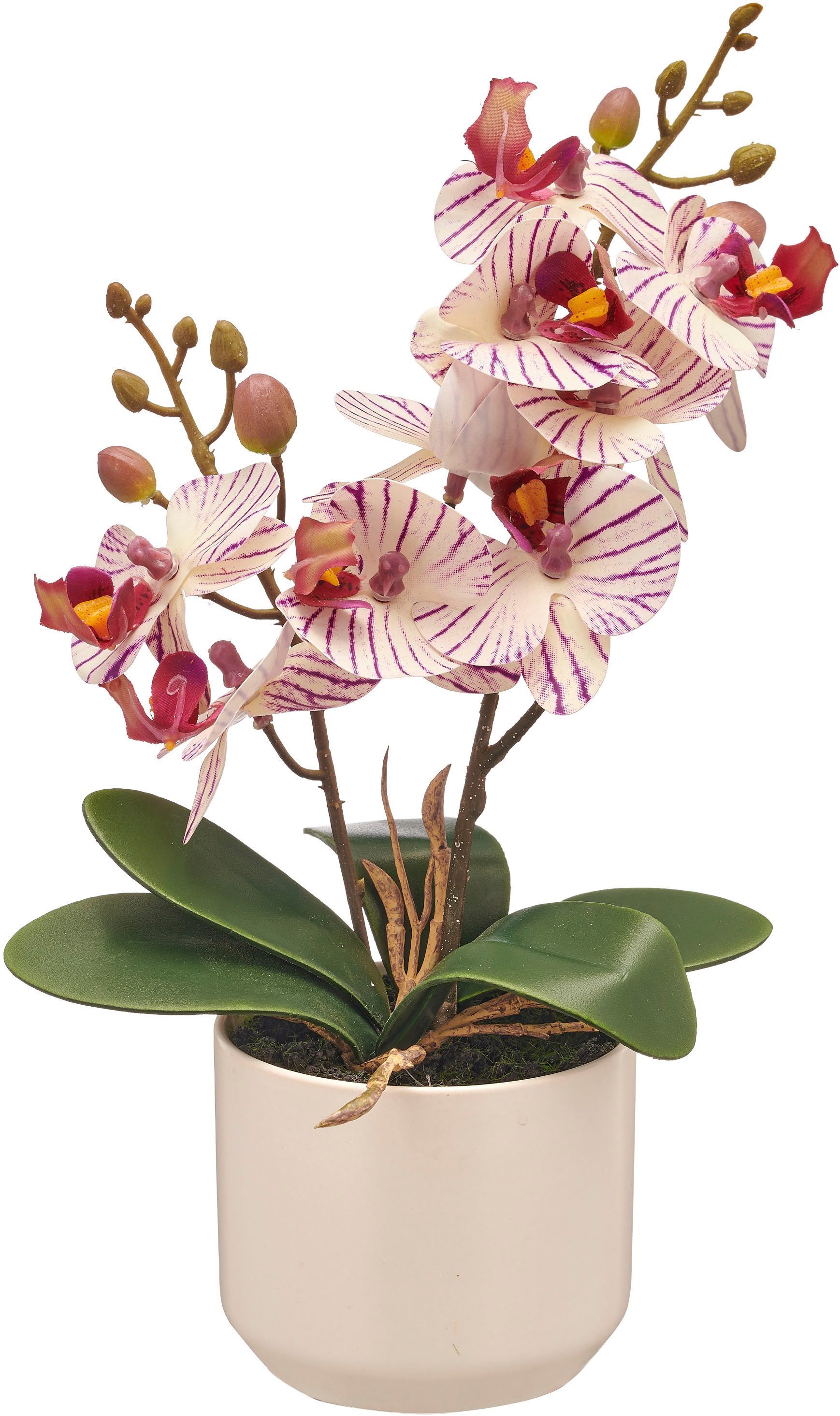 Kunstorchidee Orchidee Phalaenopsis, Creativ green, Höhe günstig online kaufen