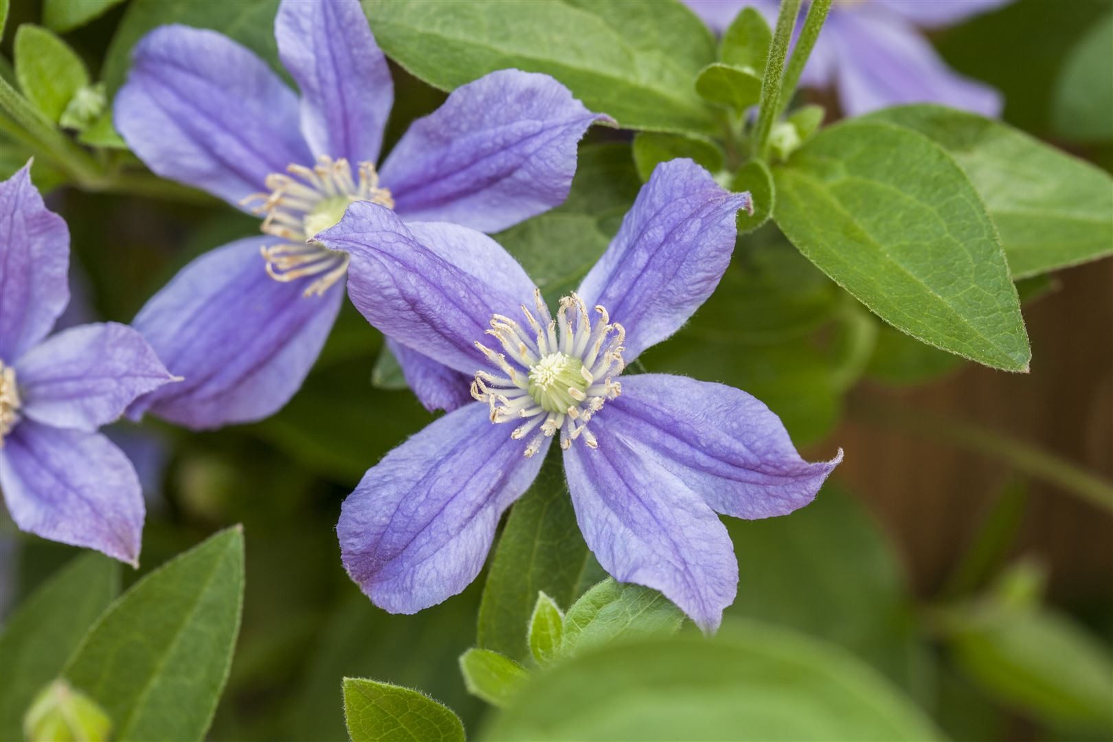 Pflanzen für Dich Kletterpflanze Clematis integ. Arabella, 1 St., Integrifolia-Waldrebe, Arabella-Waldrebe, violettblau, lange blütezeit