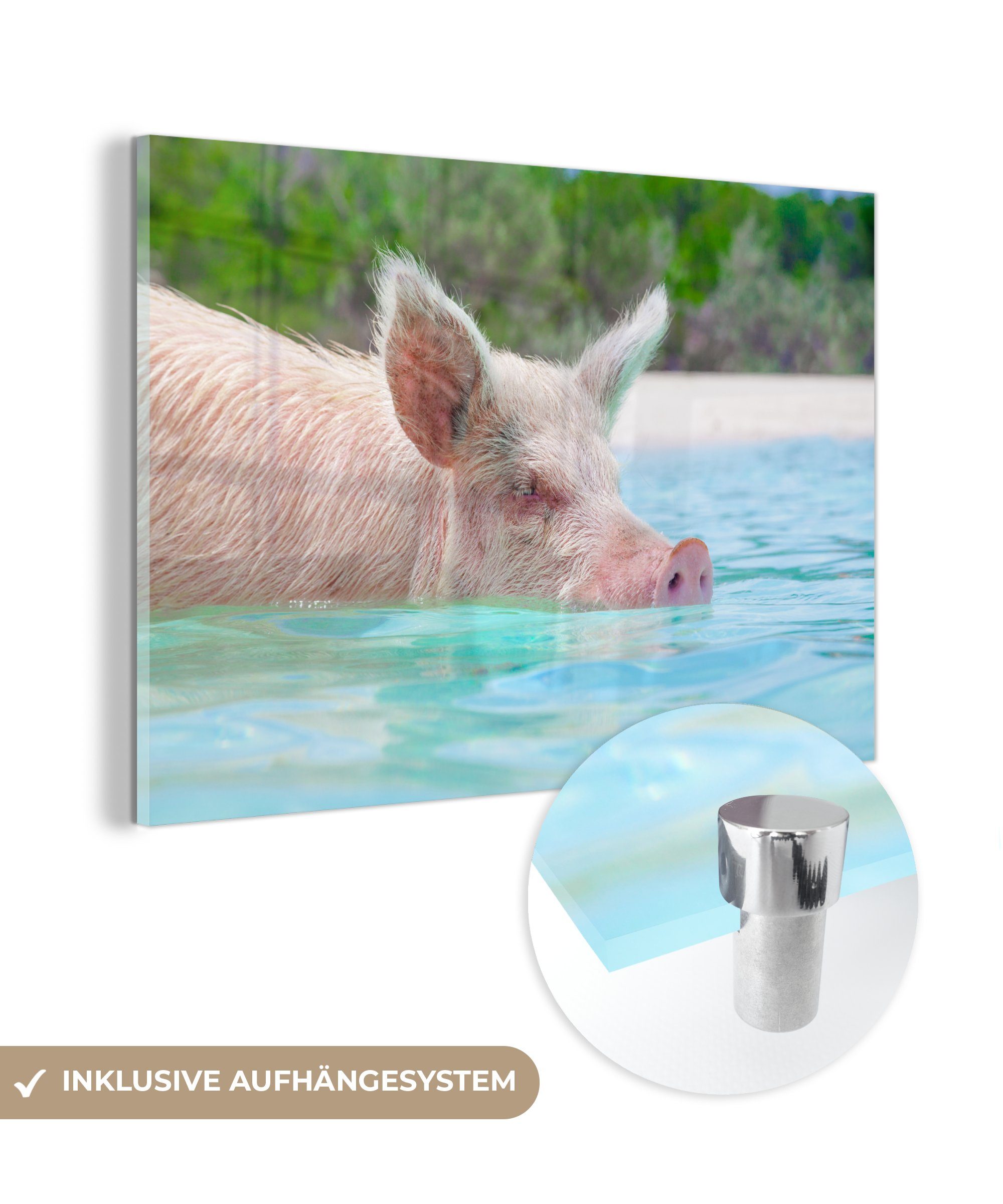 MuchoWow Acrylglasbild Schwein - Strand - Bahamas, (1 St), Acrylglasbilder Wohnzimmer & Schlafzimmer