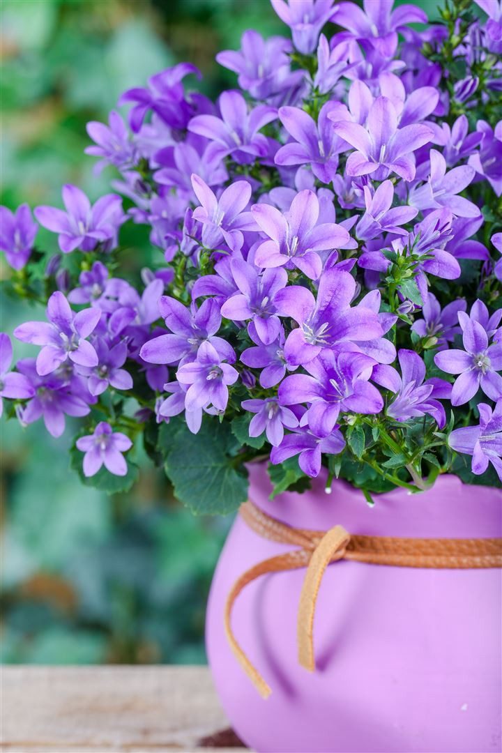 Pflanzen für Dich Staude Campanula posch. Blauranke, 1 St., Hängepolsterglockenblume, Blauranke