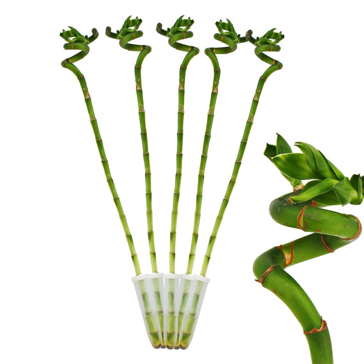 Exotenherz Zimmerpflanze 5er Set Glücksbambus 'Lucky Bamboo' spiralförmig im Röhrchen ca. 40 cm