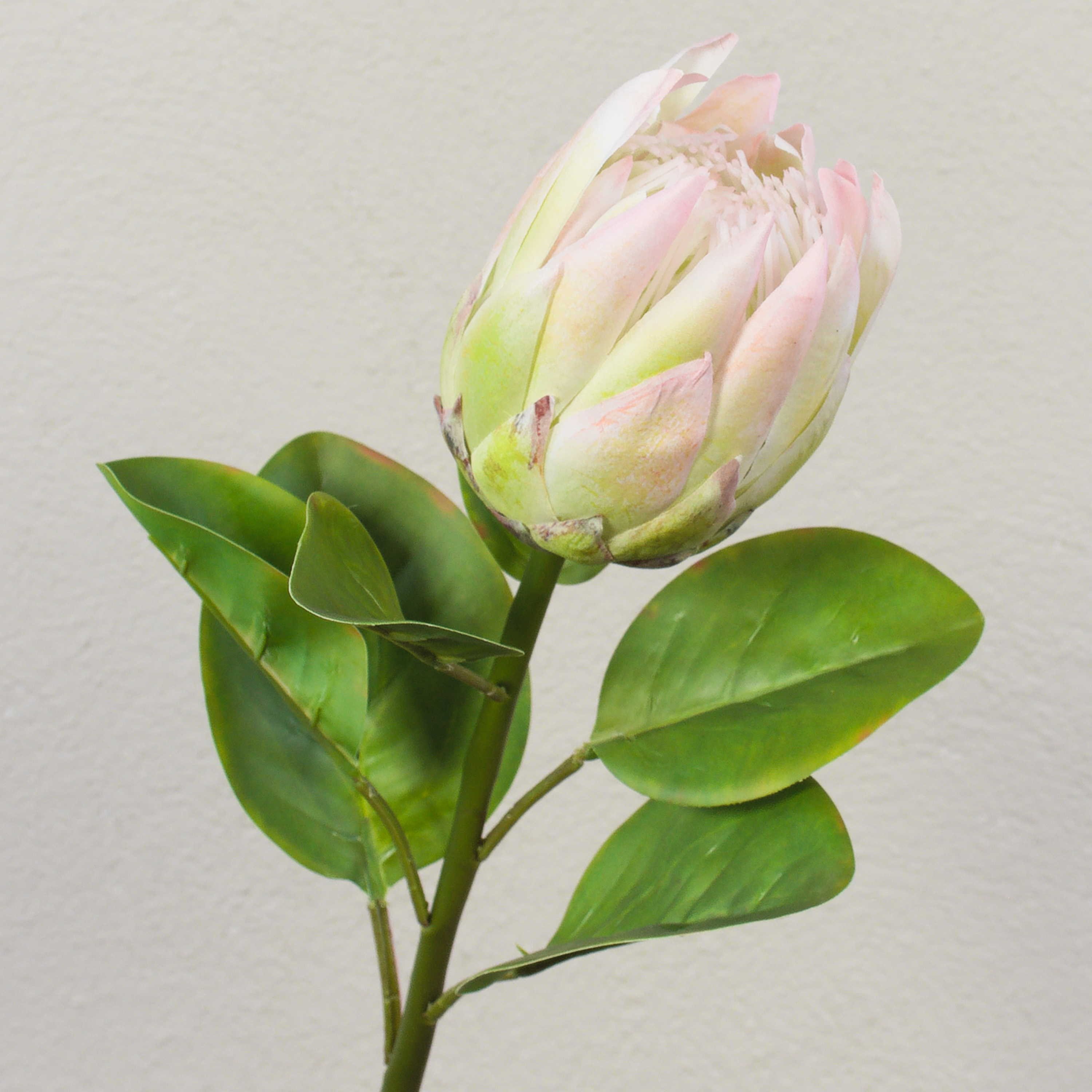 Kunstblume Kunst Blumenzweig Königs-Protea TANIEKA, grün-rosa, 70cm Protea (Königs Protea), artplants, Höhe 65.0 cm
