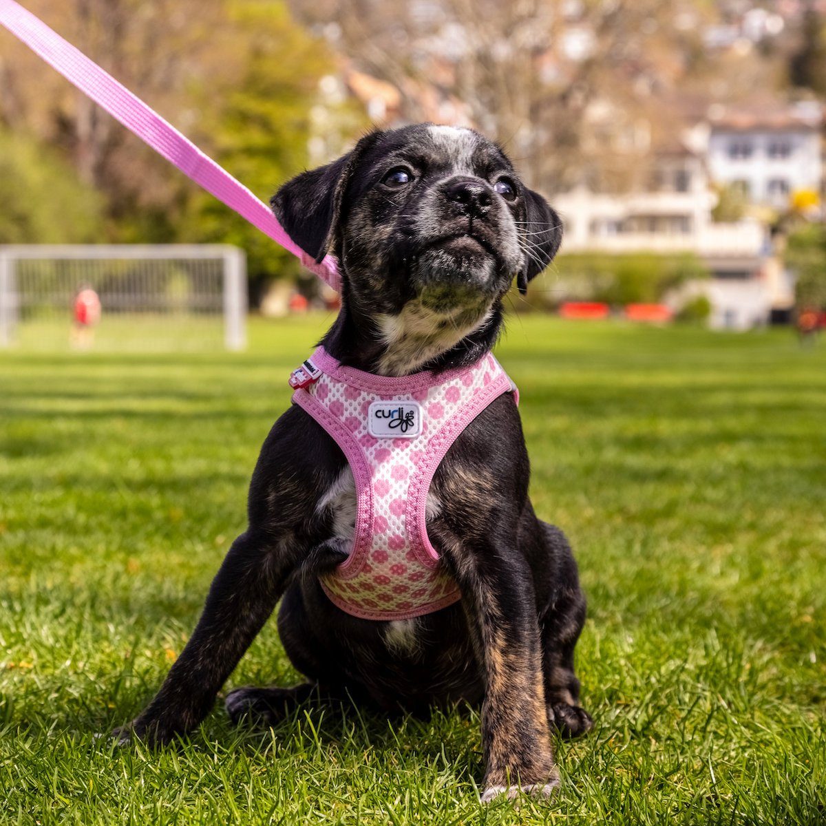 Curli Hunde-Geschirr Clasp Vest Geschirr Puppy günstig online kaufen