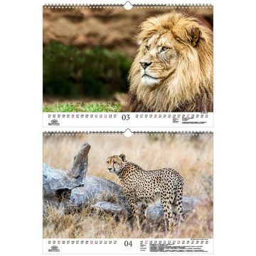 Seelenzauber Tierkalender Raubkatzenzauber DIN A3 Kalender für 2022 verschie