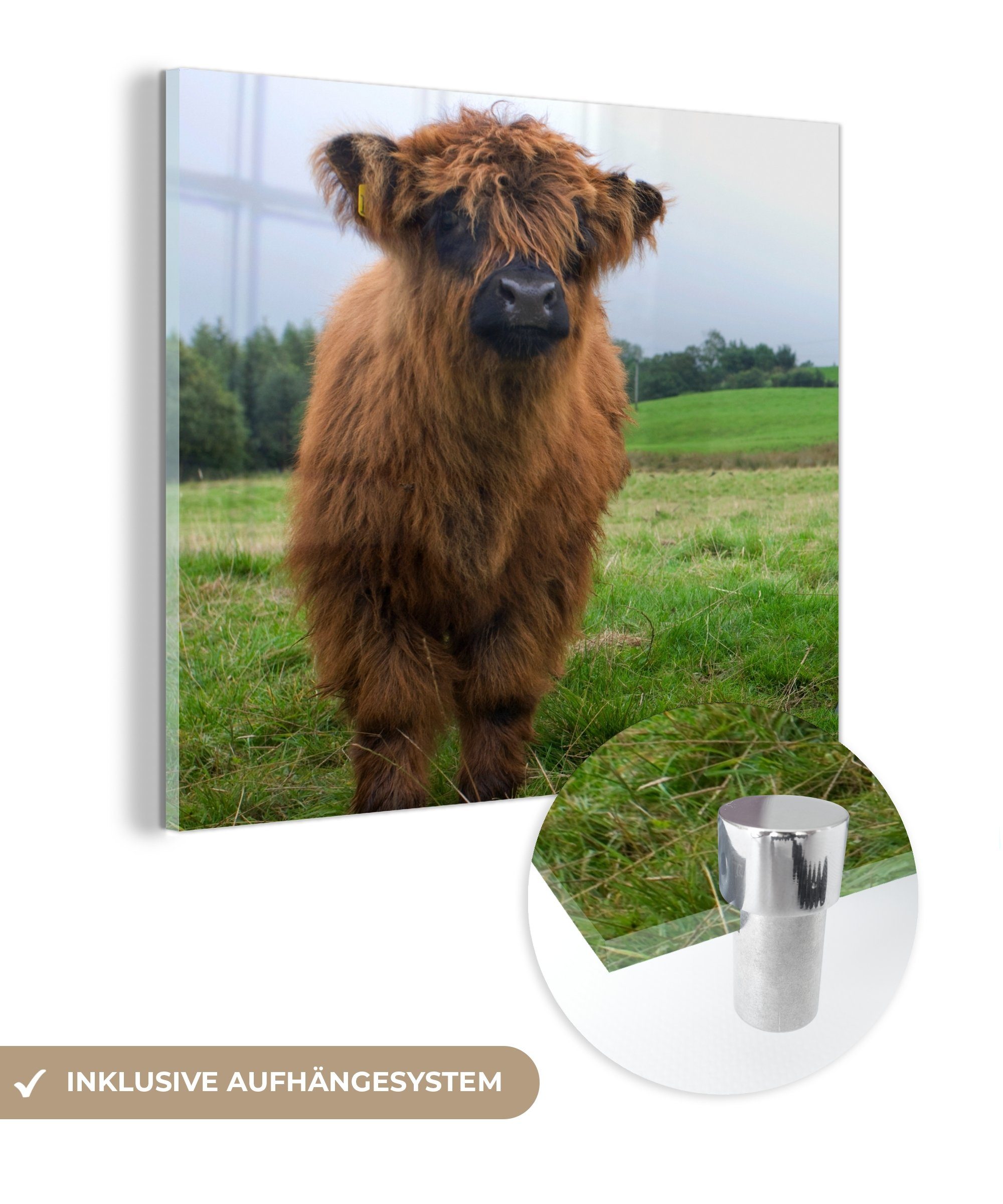 MuchoWow Acrylglasbild Schottische Highlander - Kühe - Natur - Grün - Gras, (1 St), Glasbilder - Bilder auf Glas Wandbild - Foto auf Glas - Wanddekoration bunt