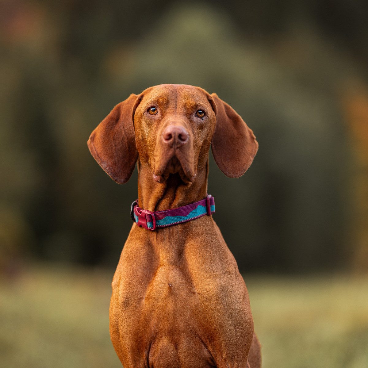 Non-stop dogwear Hunde-Halsband Halsband Trail Quest Collar Sunrise