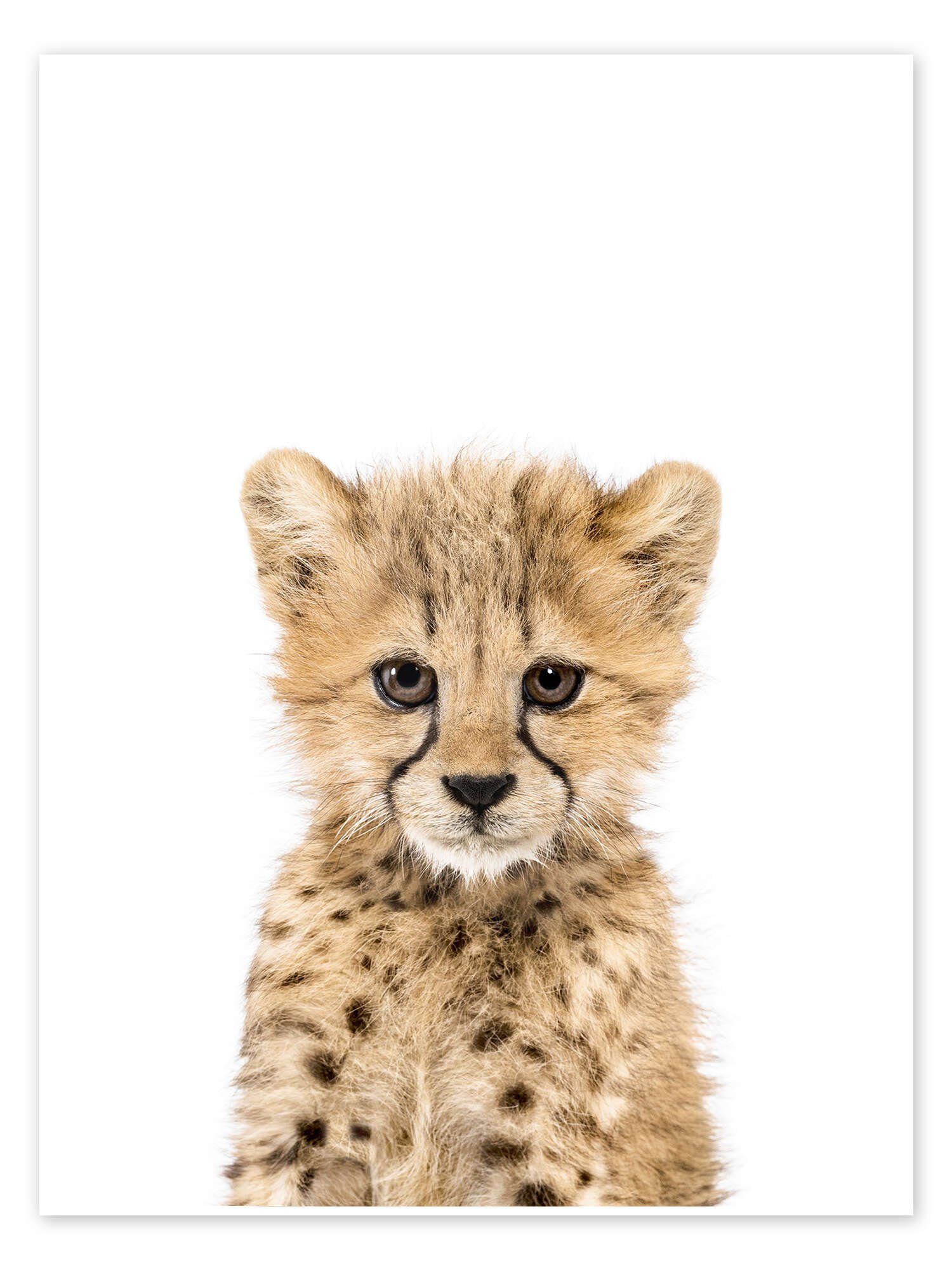 Posterlounge Wandbild Babygepard, Sisi And Seb, erhältlich als Poster, Leinwandbild, Wandsticker oder Acrylglasbild