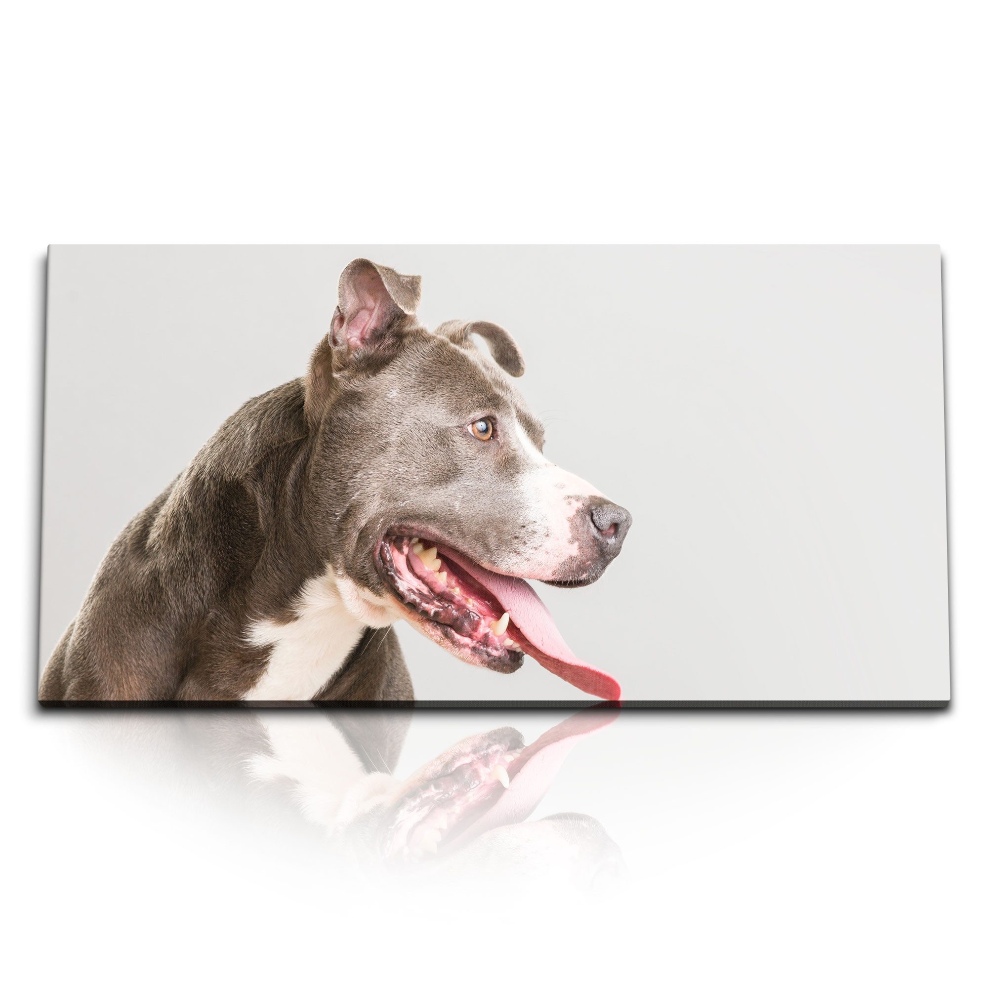 Leinwandbild Kunstdruck Bilder 120x60cm Großer Hund Tierfotografie American Staffor