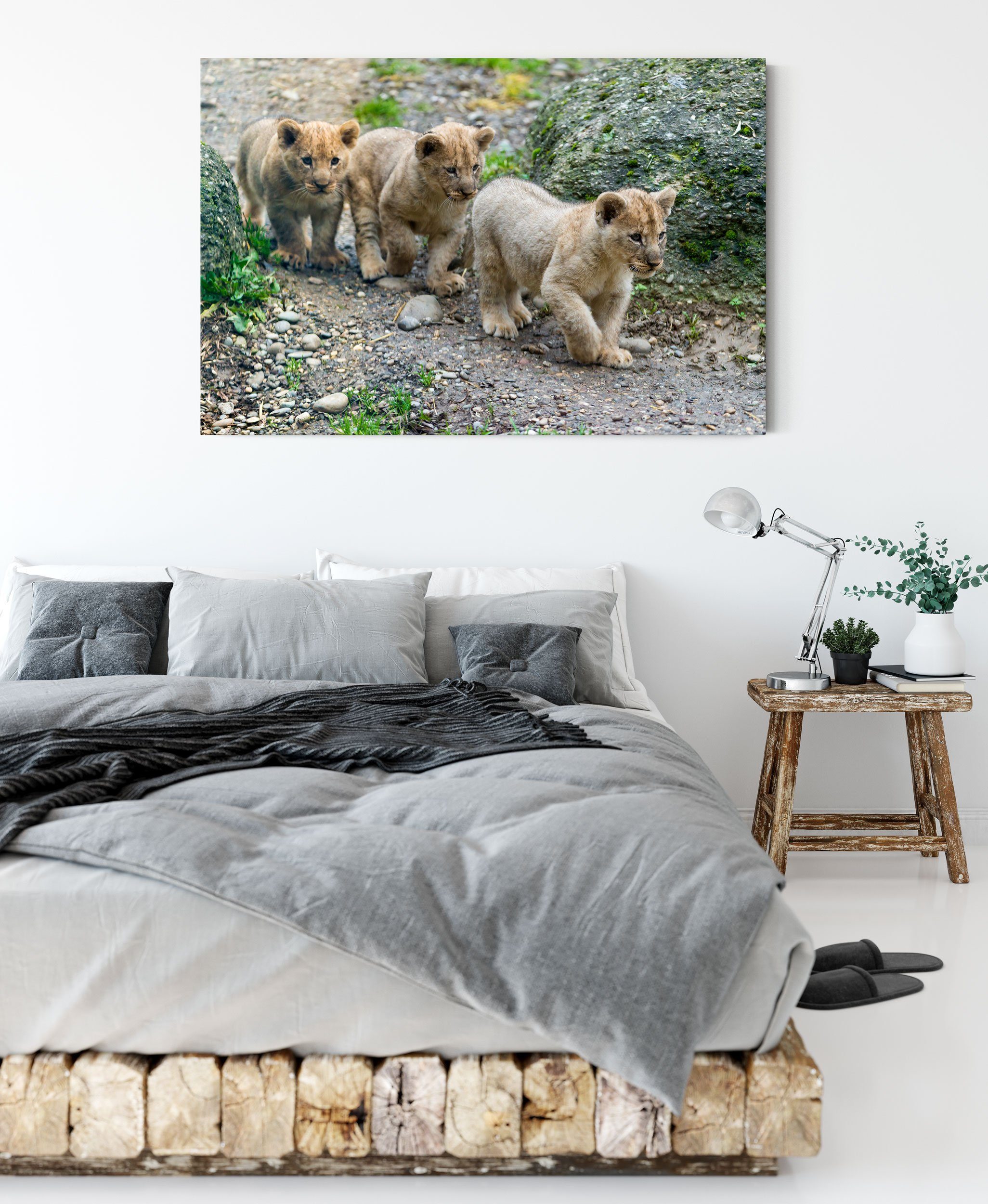 fertig Leinwandbild bespannt, Löwenjungtiere, niedliche Leinwandbild St), (1 Löwenjungtiere niedliche Zackenaufhänger inkl. Pixxprint