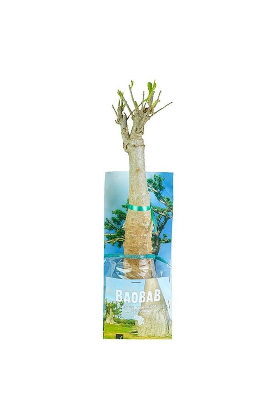 CONTIGO Zimmerpflanze Baobab Setzling Groß - 4-5 Jahre - Senegal, Handgefertigt in Senegal · Recyceltes Glas · Unikat