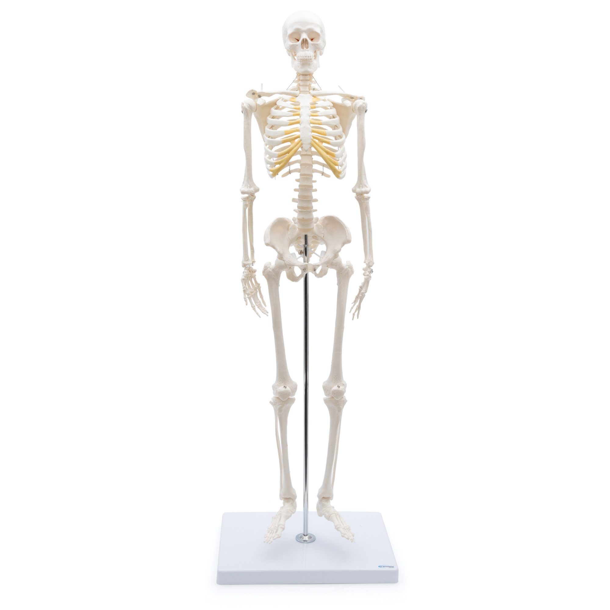 Cranstein Scientific Dekoobjekt Mini Skelett Anatomie Modell 85cm flexible Gelenke Schädel abnehmbar a