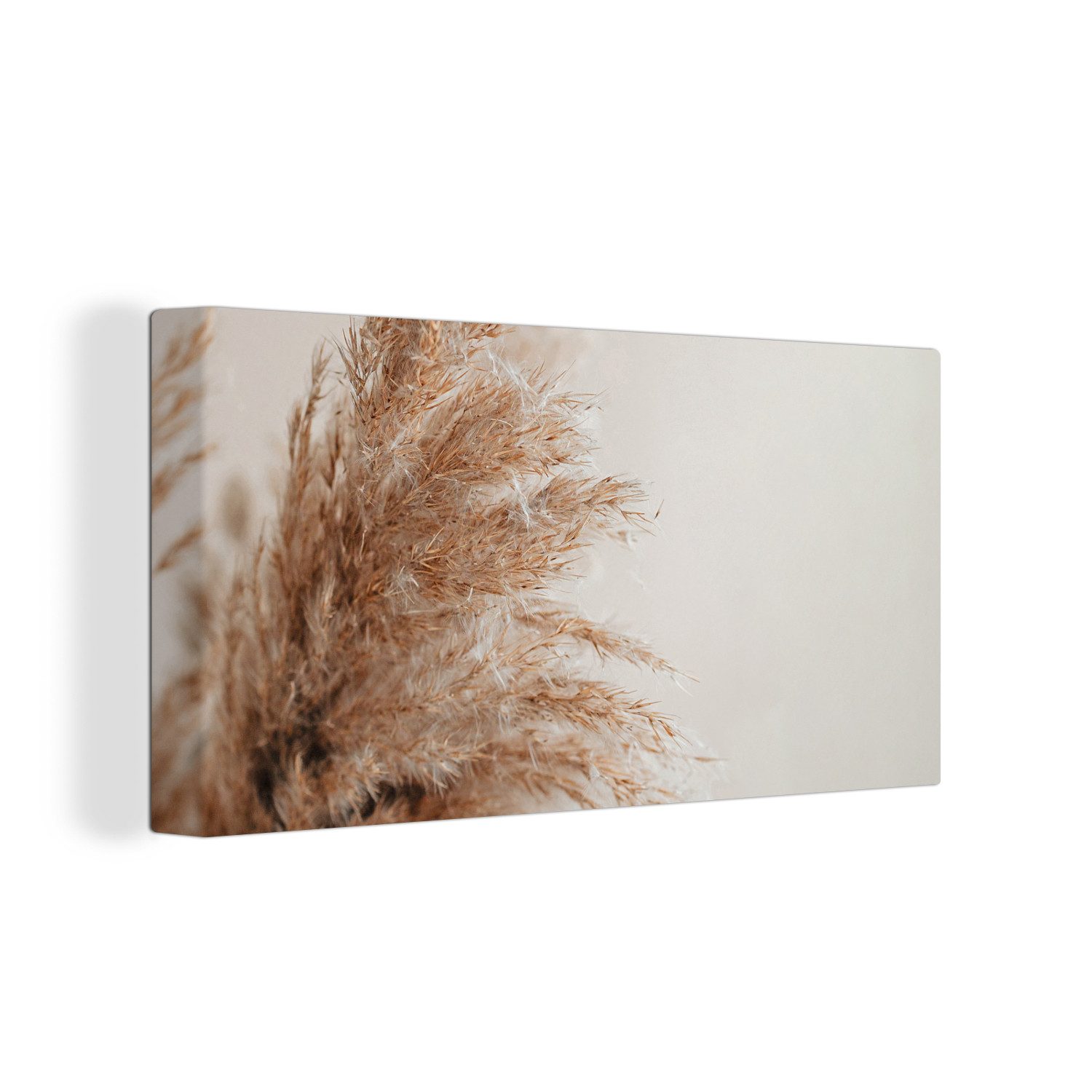OneMillionCanvasses® Leinwandbild Panorama Gras - Pflanzen - Natur - Pampas günstig online kaufen