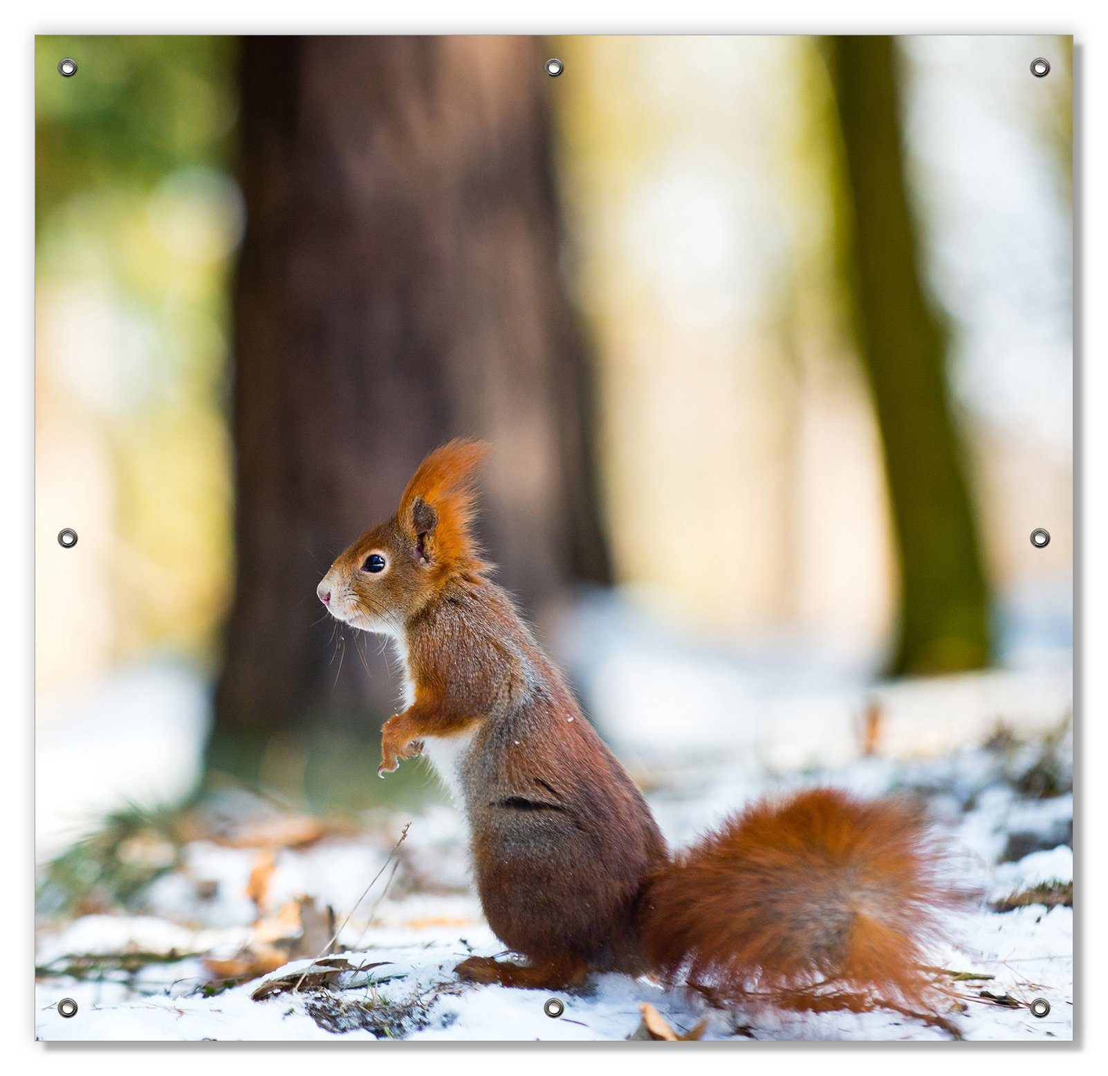 Sonnenschutz Neugieriges Eichhörnchen im verschneiten Wald, Wallario, blickdicht, mit Saugnäpfen, wiederablösbar und wiederverwendbar