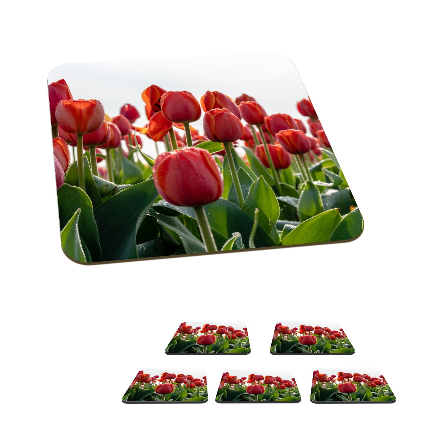 MuchoWow Glasuntersetzer Ein Gebiet mit roten Tulpen in den Niederlanden, Zubehör für Gläser, 6-tlg., Glasuntersetzer, Tischuntersetzer, Korkuntersetzer, Untersetzer, Tasse