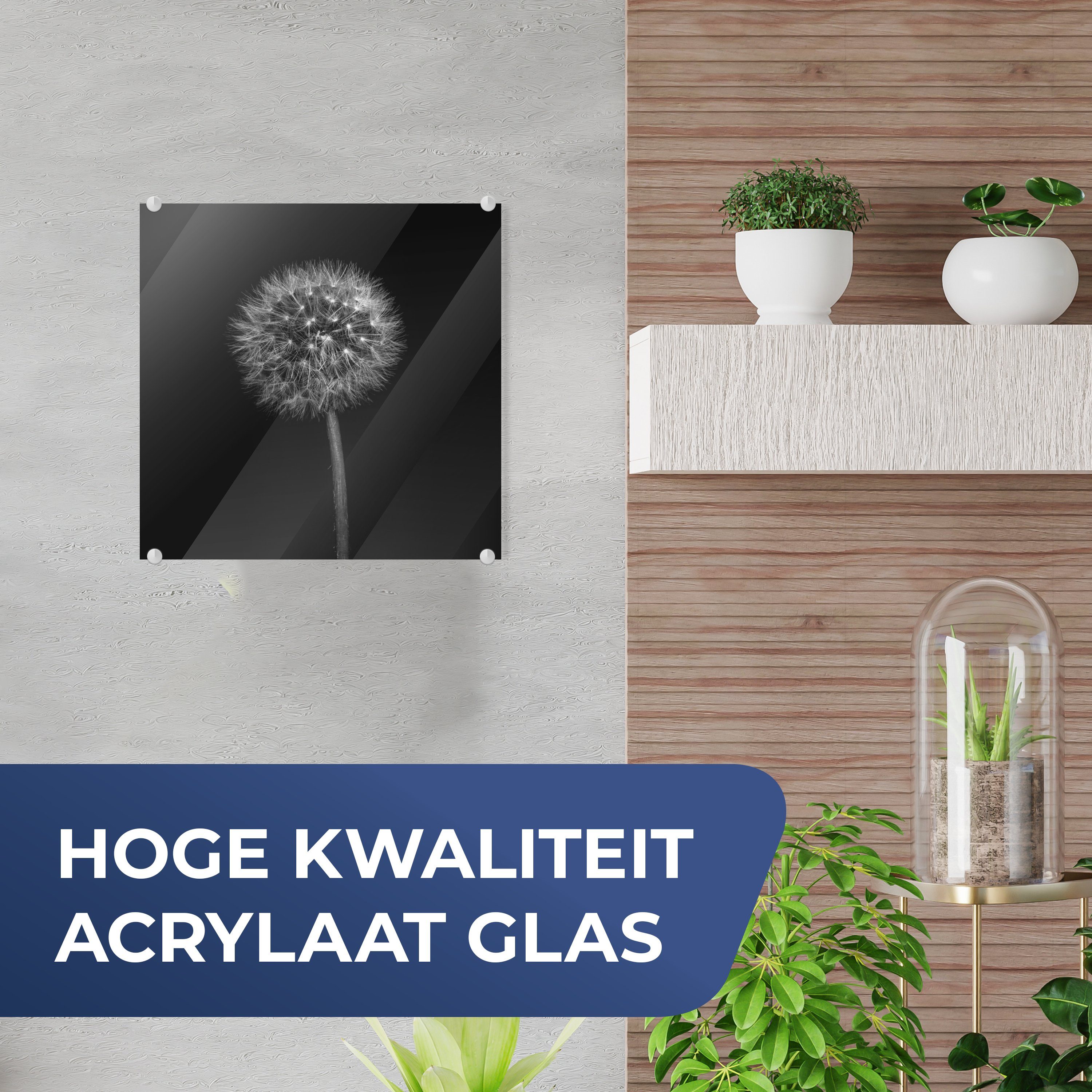 MuchoWow Acrylglasbild Löwenzahn - Schwarz - günstig online kaufen