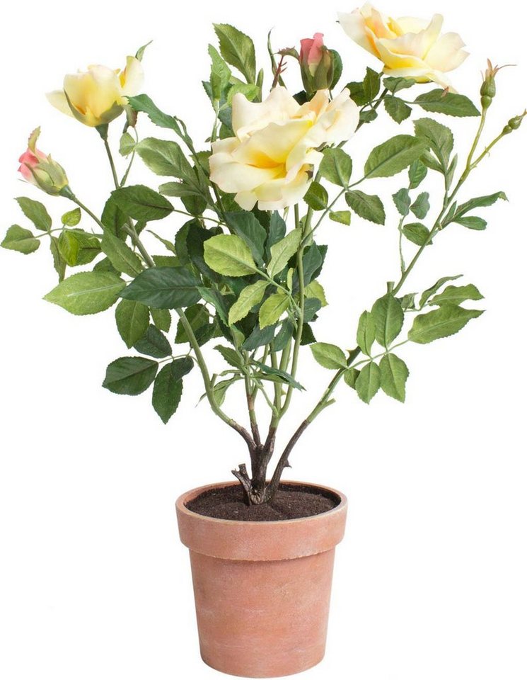 Kunstblume Rosenstock Rose, Botanic-Haus, Höhe 46 cm, Individueller  Hingucker für die Fensterbank, Kommode oder den Schreibtisch