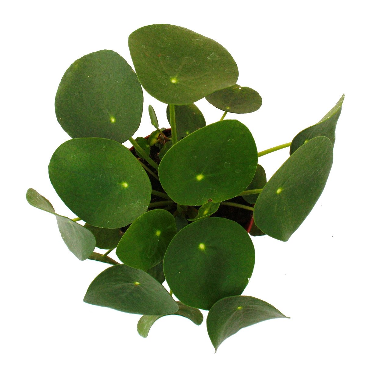 Exotenherz Zimmerpflanze Pilea peperomioides Glückstaler Chinesischer Geldbaum 11cm Topf