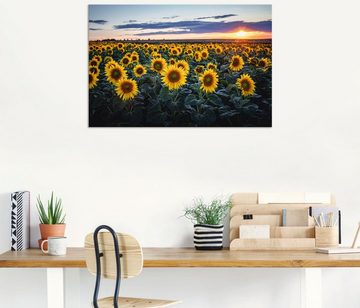 Artland Alu-Dibond-Druck Sonnenblumenfeld, Sonne im Hintergrund, Blumenwiese (1 St), für Innen- und Außenbereich geeignet, Outdoorbild