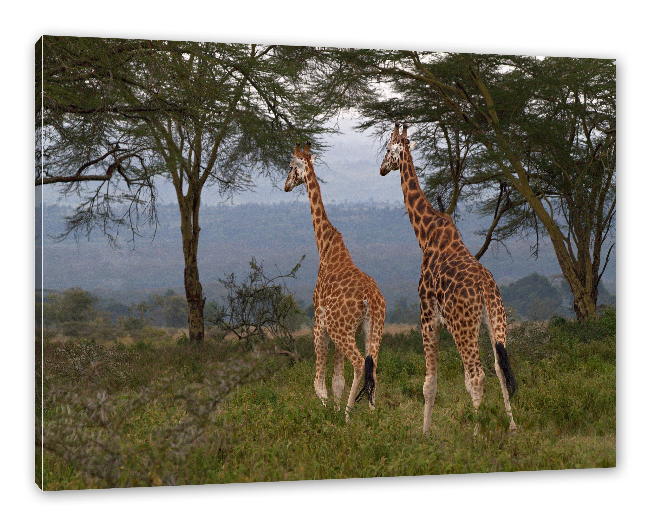 Pixxprint Leinwandbild anmutige Giraffen in der günstig online kaufen
