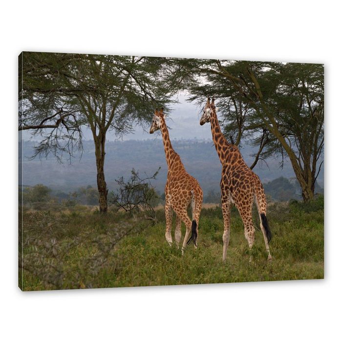 Pixxprint Leinwandbild anmutige Giraffen in der Savanne Wanddekoration (1 St) Leinwandbild fertig bespannt inkl. Zackenaufhänger