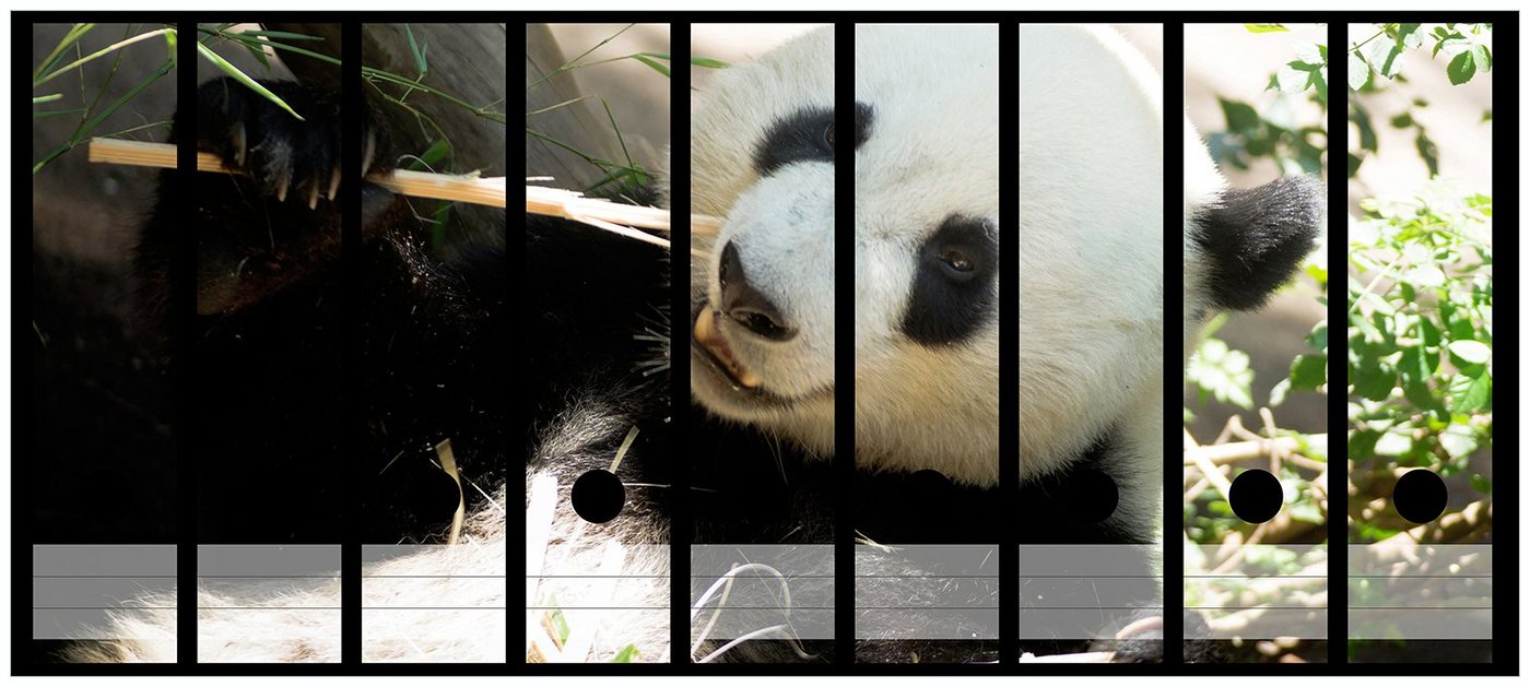 Thumbnail - Wallario Etiketten Panda knabbert an Bambusstücken, Ordnerrücken-Sticker in verschiedenen Ausführungen