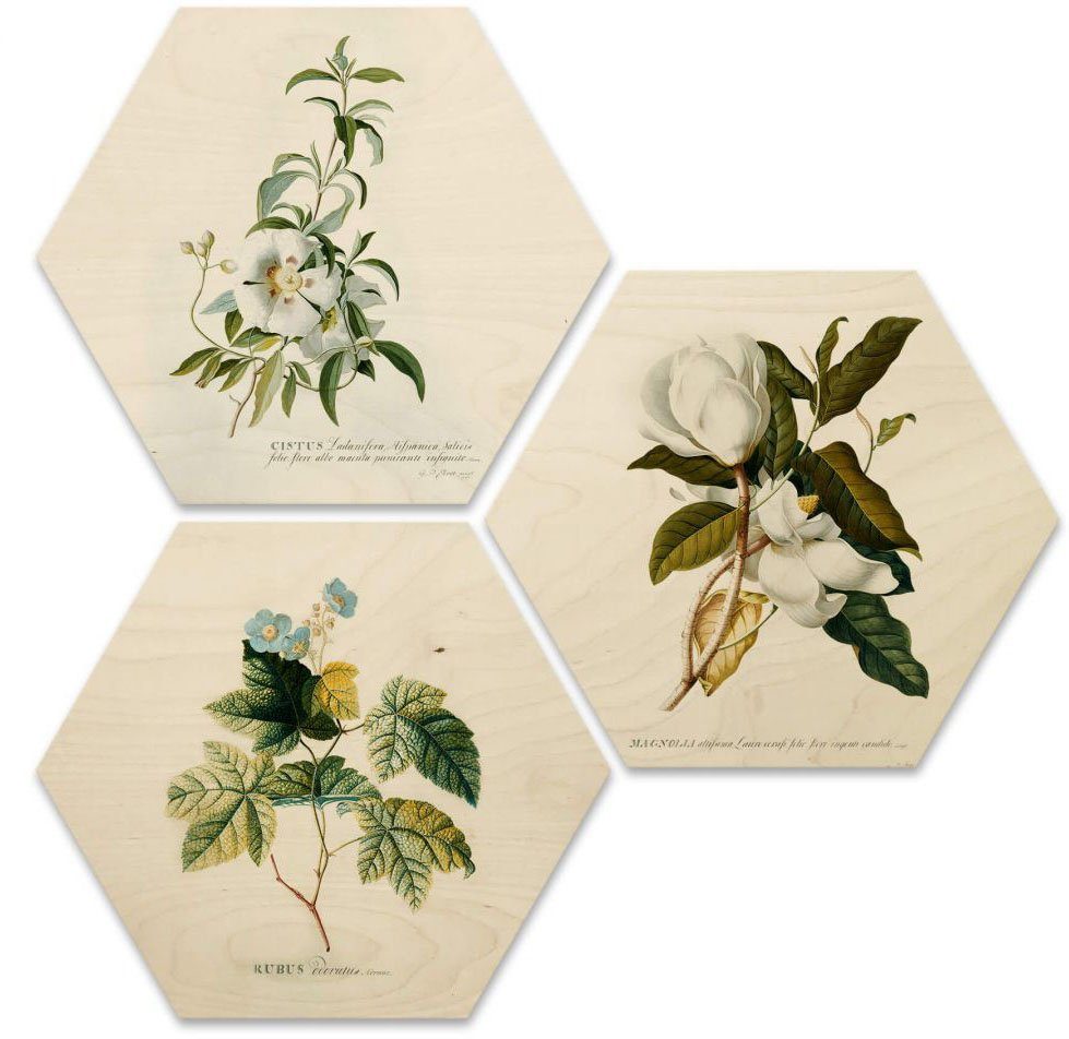 (Set, 3 St) Bilder Floral, Botanische Collage Wall-Art Mehrteilige Blumen