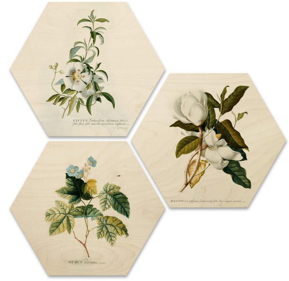 Wall-Art Mehrteilige Bilder Botanische Collage Blumen Floral, (Set, 3 St)