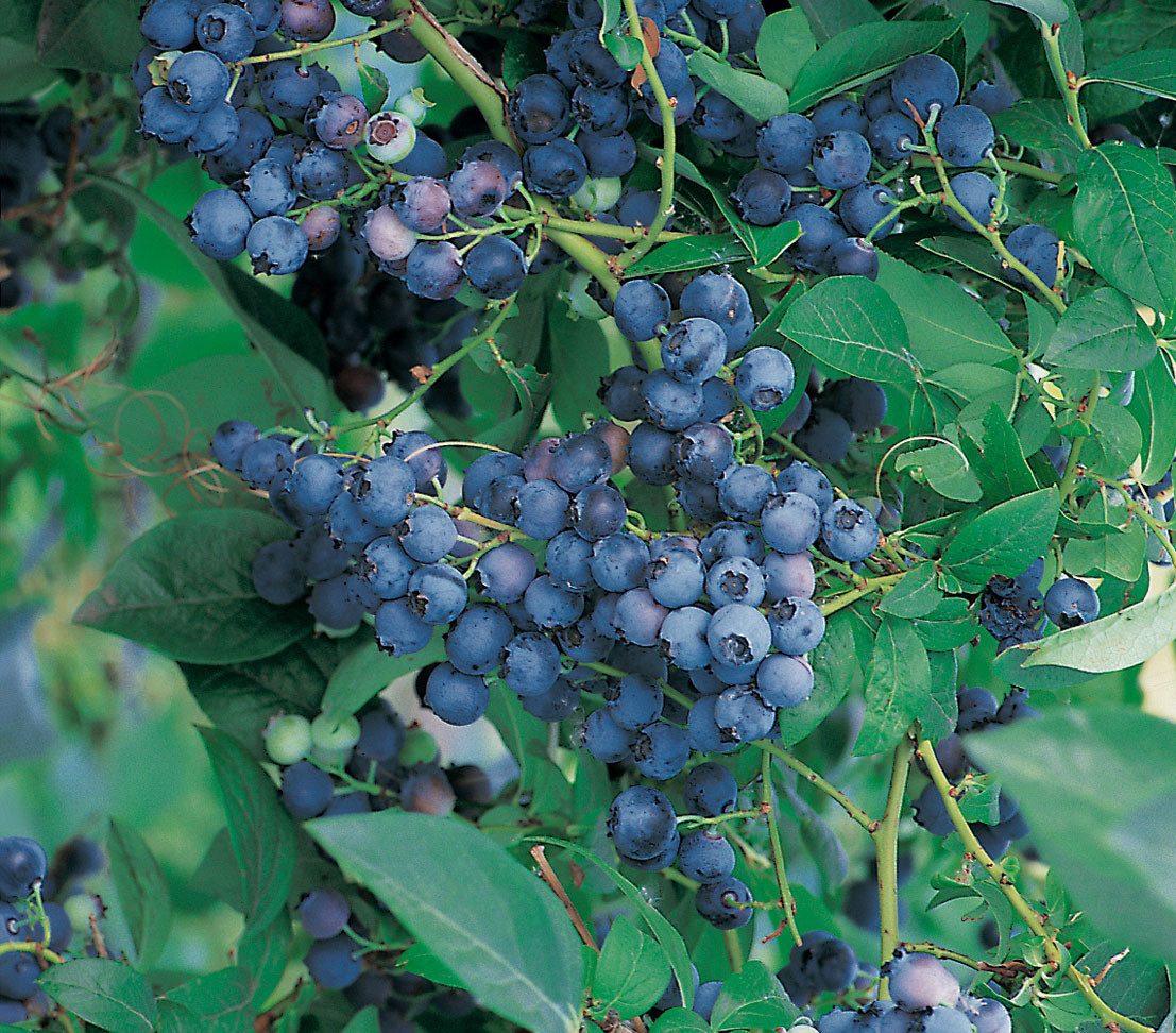 Dehner Obstpflanze Heidelbeere Nordländ. Bickbeere, kleine Früchte