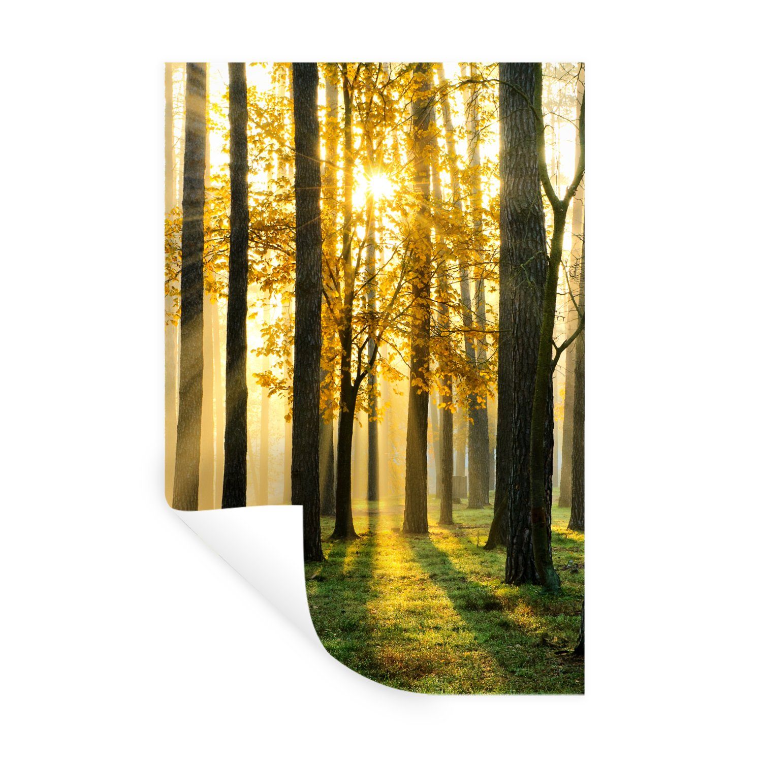 MuchoWow Wandsticker Wald - Sonne - Bäume - Gras - Landschaft - Natur (1 St), Wandaufkleber, Selbstklebend, Wohnzimmer, 20x30 cm
