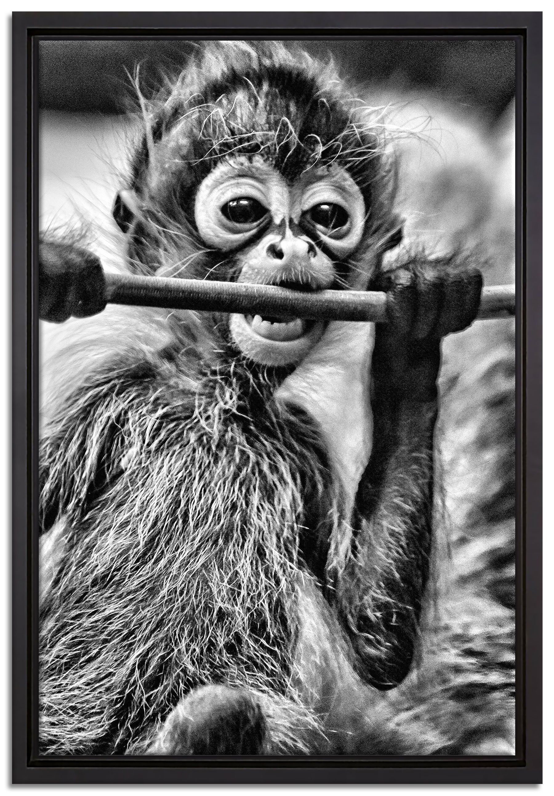 Pixxprint Leinwandbild kleines Affenbaby beim Essen, Wanddekoration (1 St), Leinwandbild fertig bespannt, in einem Schattenfugen-Bilderrahmen gefasst, inkl. Zackenaufhänger