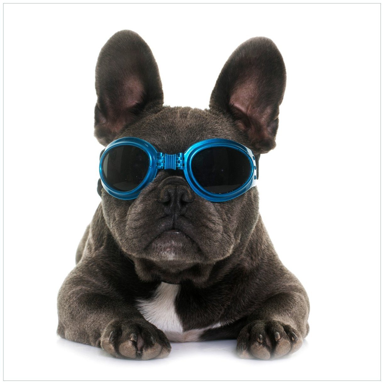 Wallario Tischplatte Cooler Hund mit Sonnenbrille in blau - Französische Bulldogge (1 St), für Ikea Lack Tisch geeignet
