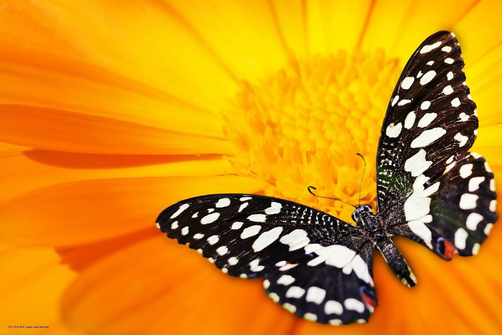 Schmetterling Erwachsene, x aus cover-your-desk.de Schreibunterlage – Premium-Vinyl cm Schwarz-Weißer 60 Kinder – und (1-St) 40 Schreibtischaufsatz für