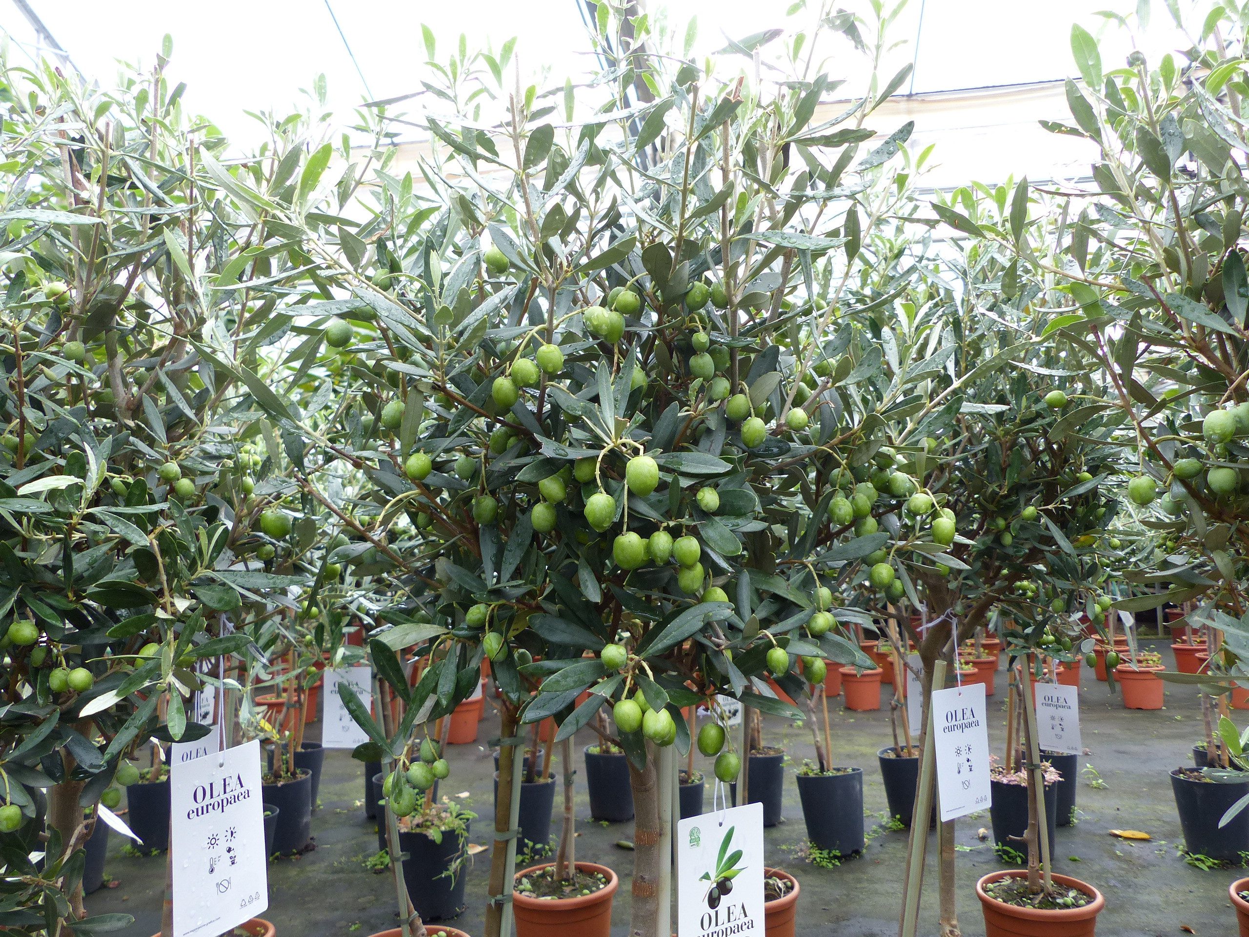 gruenwaren jakubik Olivenbaum Olivenbaum Stamm Olive 80 - 100 cm hoch, beste Qualität, Olea Europaea
