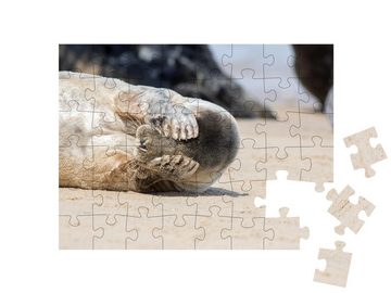 puzzleYOU Puzzle Wo ist die kleine Robbe?, 48 Puzzleteile, puzzleYOU-Kollektionen Robben, Tiere des Nordens, Fische & Wassertiere