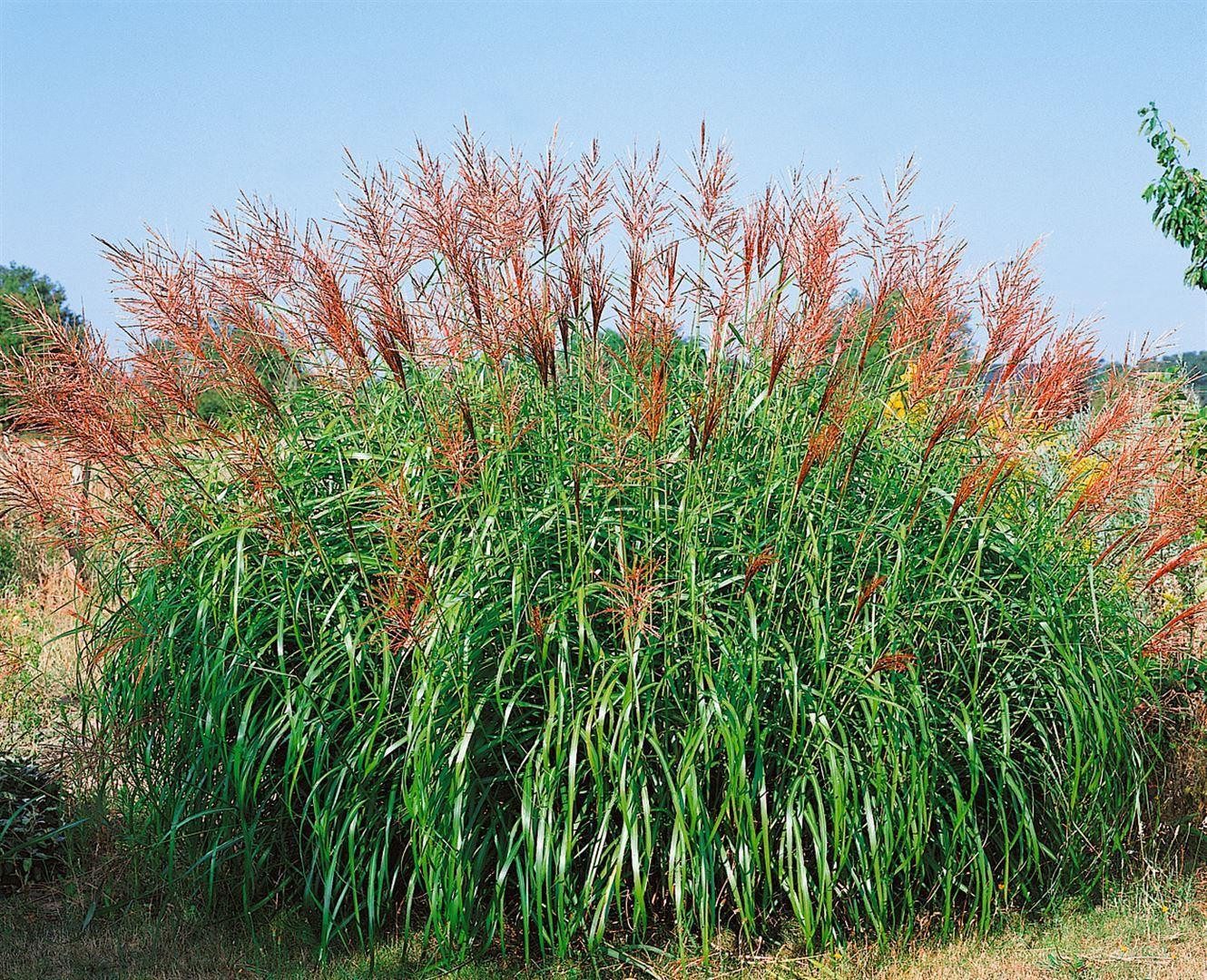 Pflanzen für Dich Травы Miscanthus sinensis Septemberrot, 1 St., Chinaschilf, Zebragras, Silberfedergras, rote Blütenrispen, spätsommerblühend