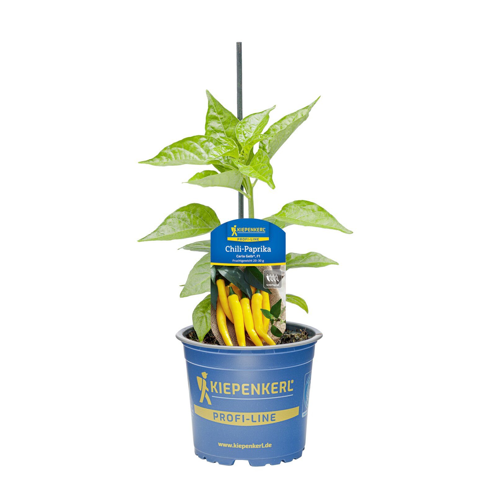 Pflanzen für Dich Gemüsepflanze Chili-Paprika Carla® Gelb F1 10,5cm Topf