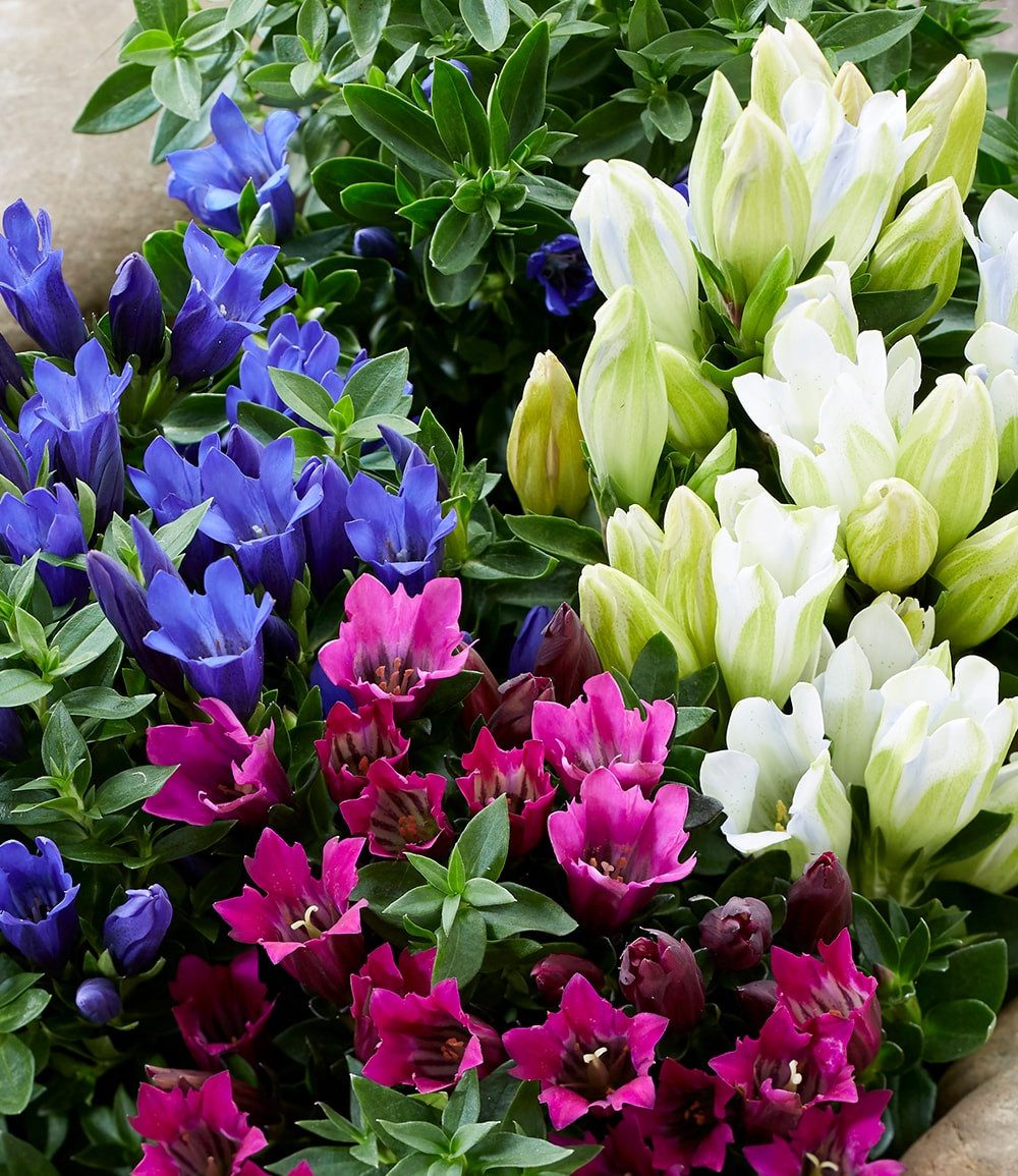 BALDUR Garten Staude 3er Enzian-Mix, 3 St., Gentiana-Mischung, winterhart, mehrjährig, pflegeleicht
